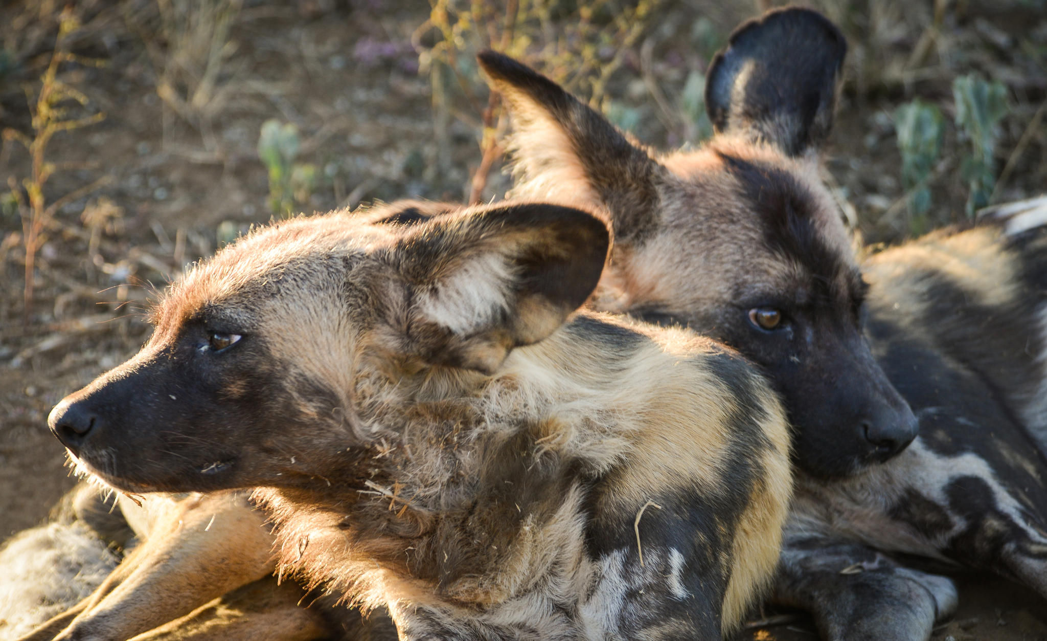 On safari - Wild dog