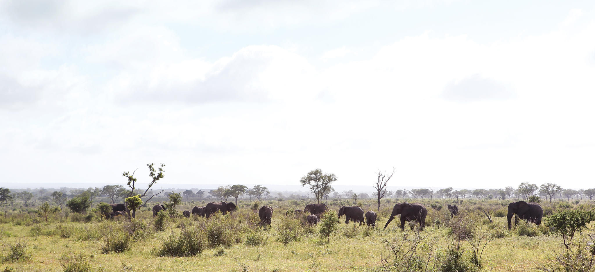 Elephants in Open Areas