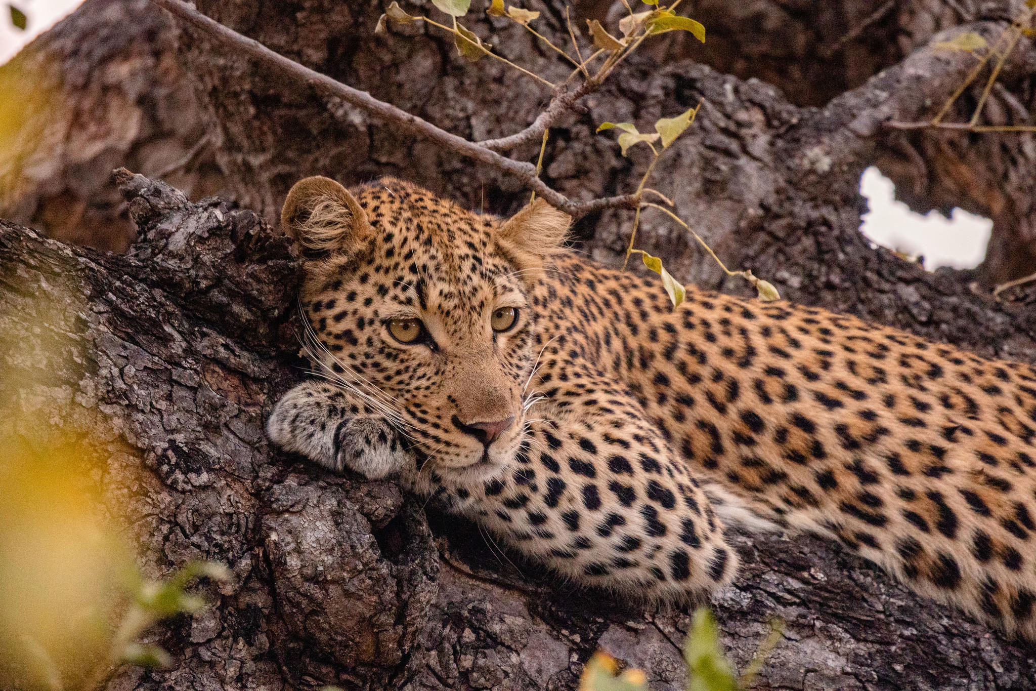 Kapama Wildlife Big Five