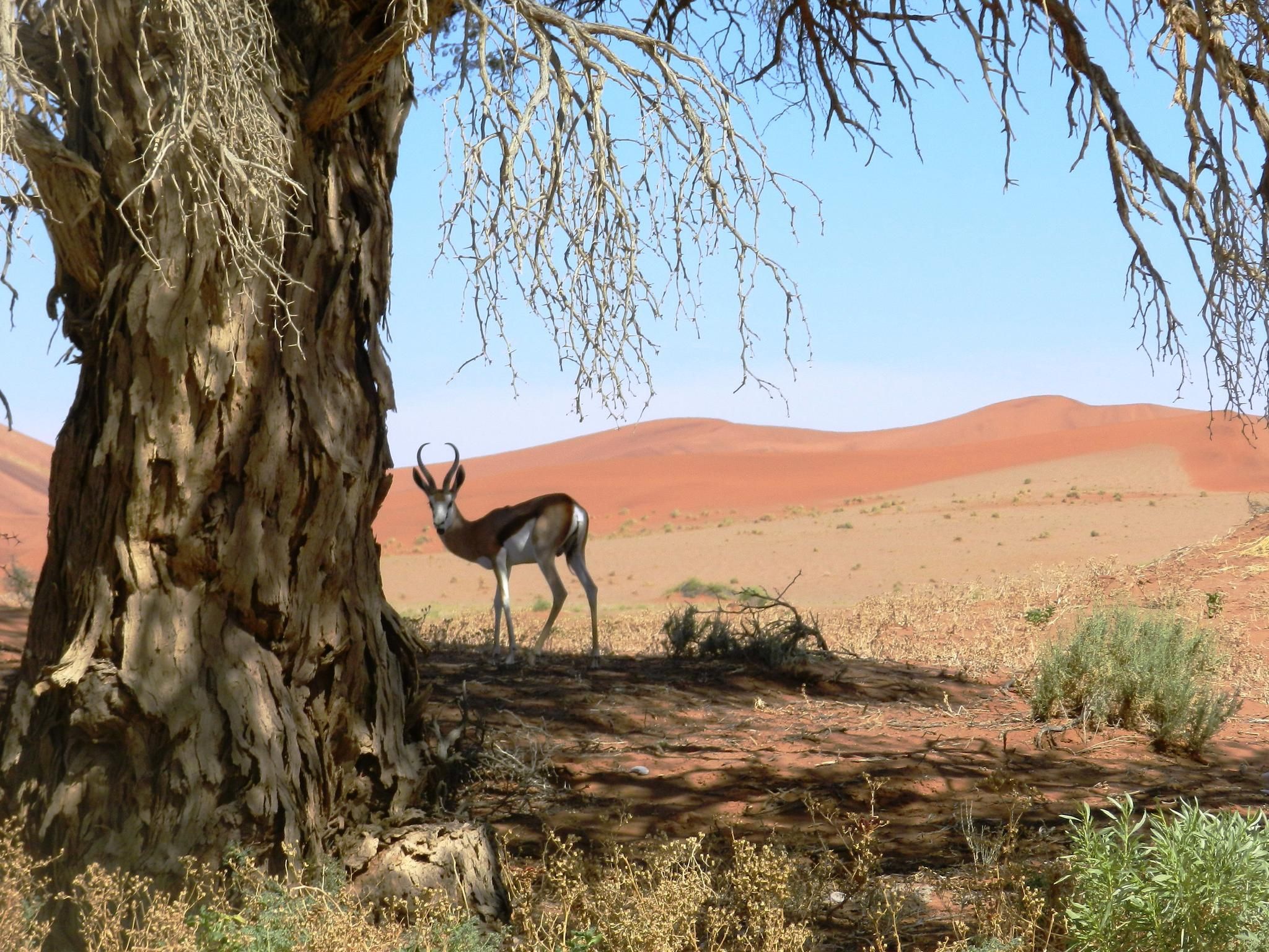 Springbok in Sossusvlei