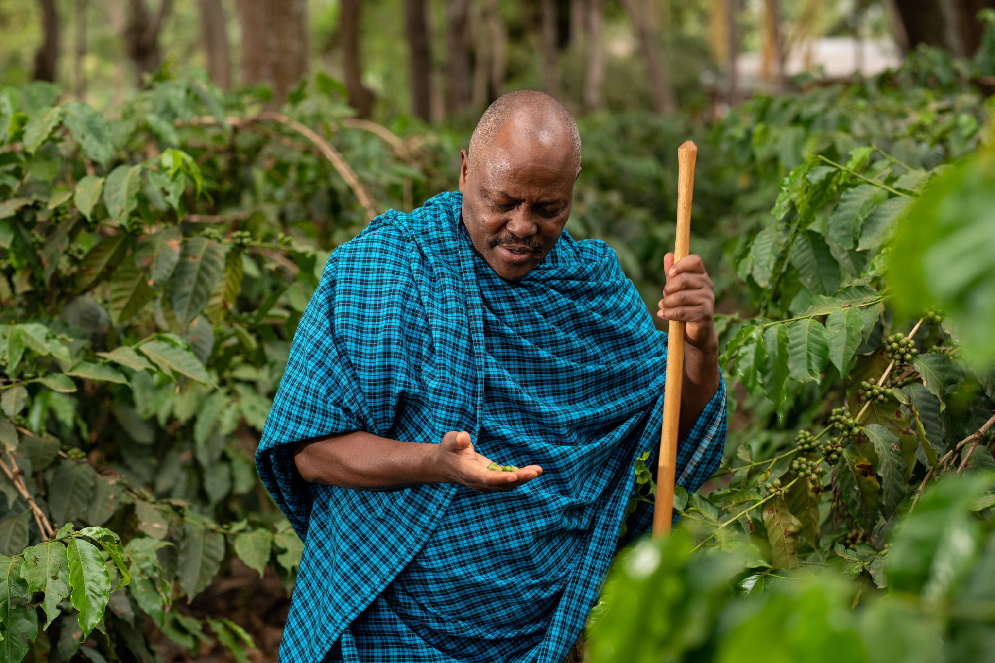 Ngorongoro Farm House - Coffee Walk