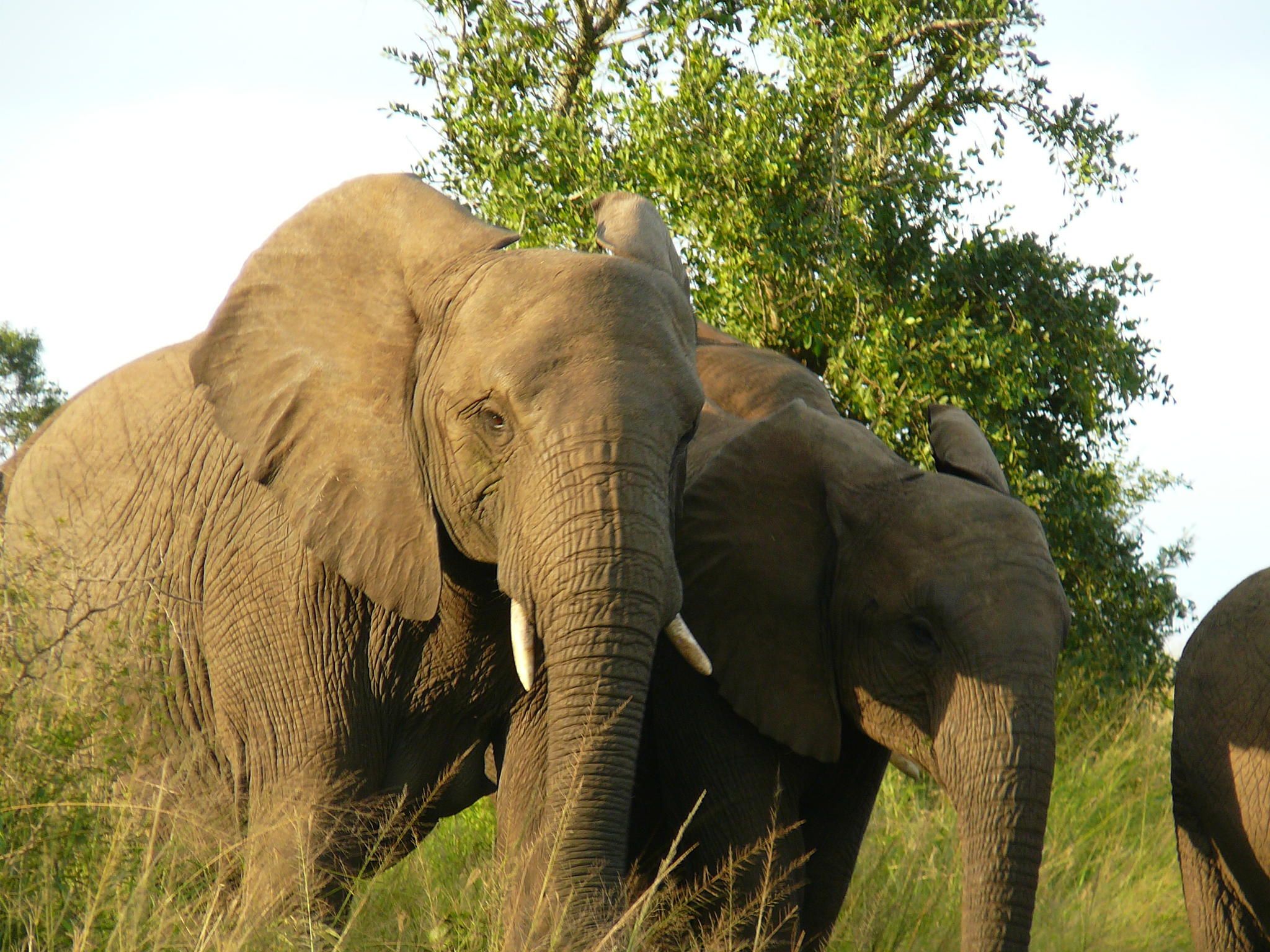 Hluhluwe-Imfolozi Game Reserve