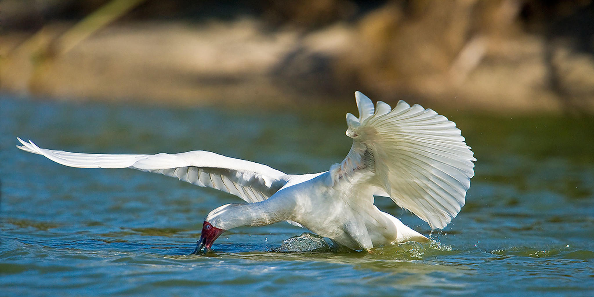 Sabi Sabi Game Drives