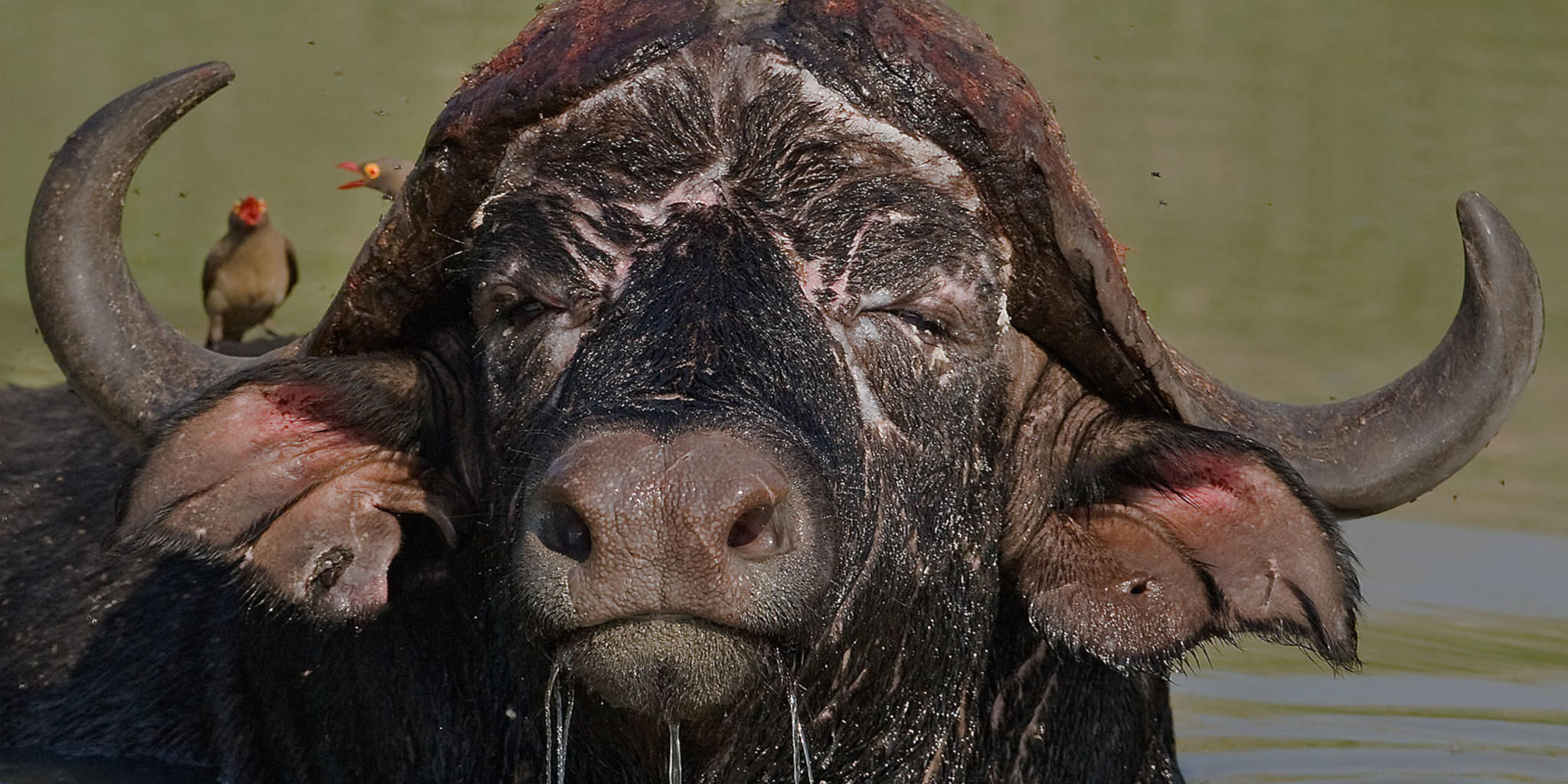 Sabi Sabi Game Drives
