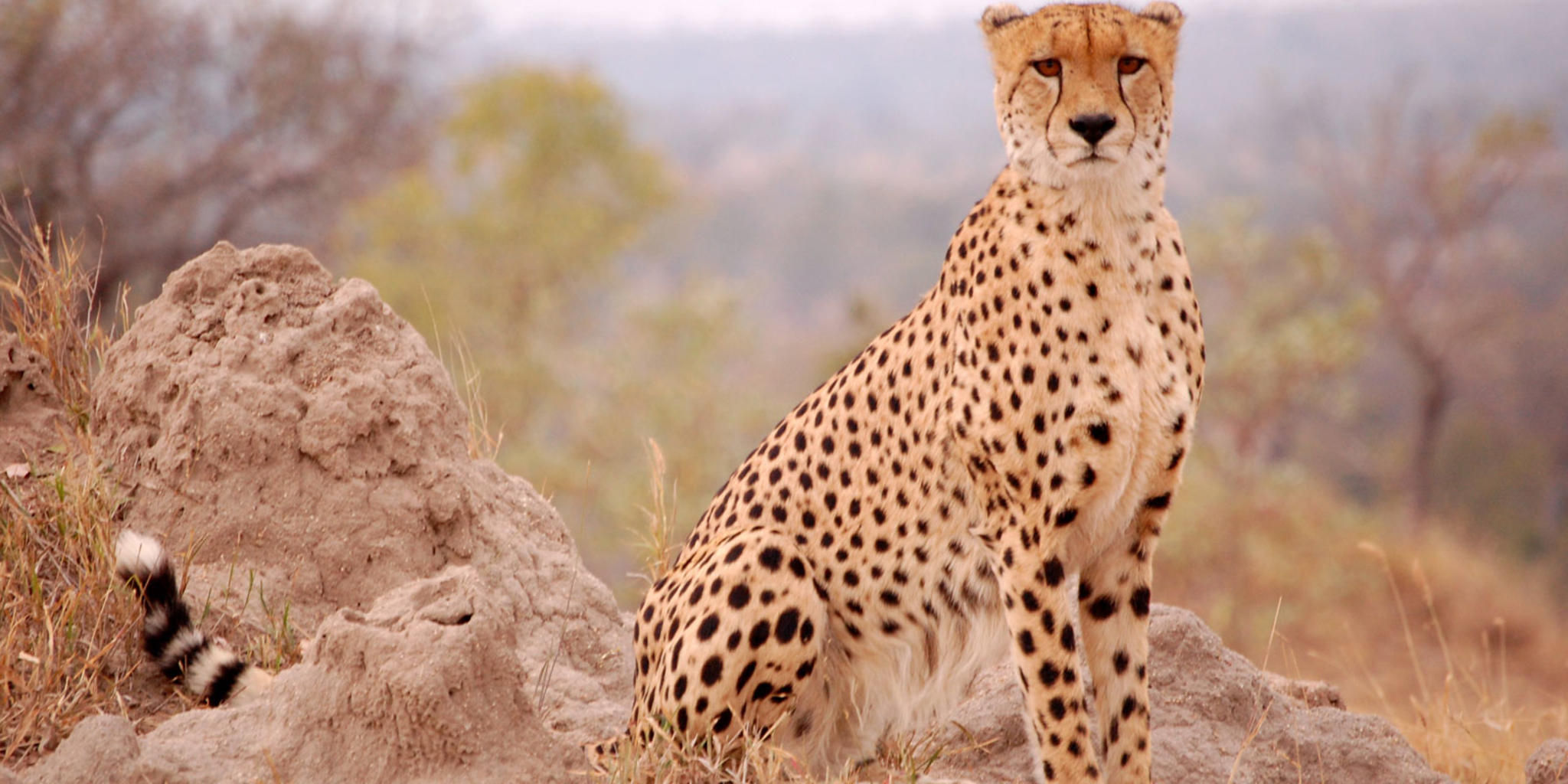 Sabi Sabi Game Drives