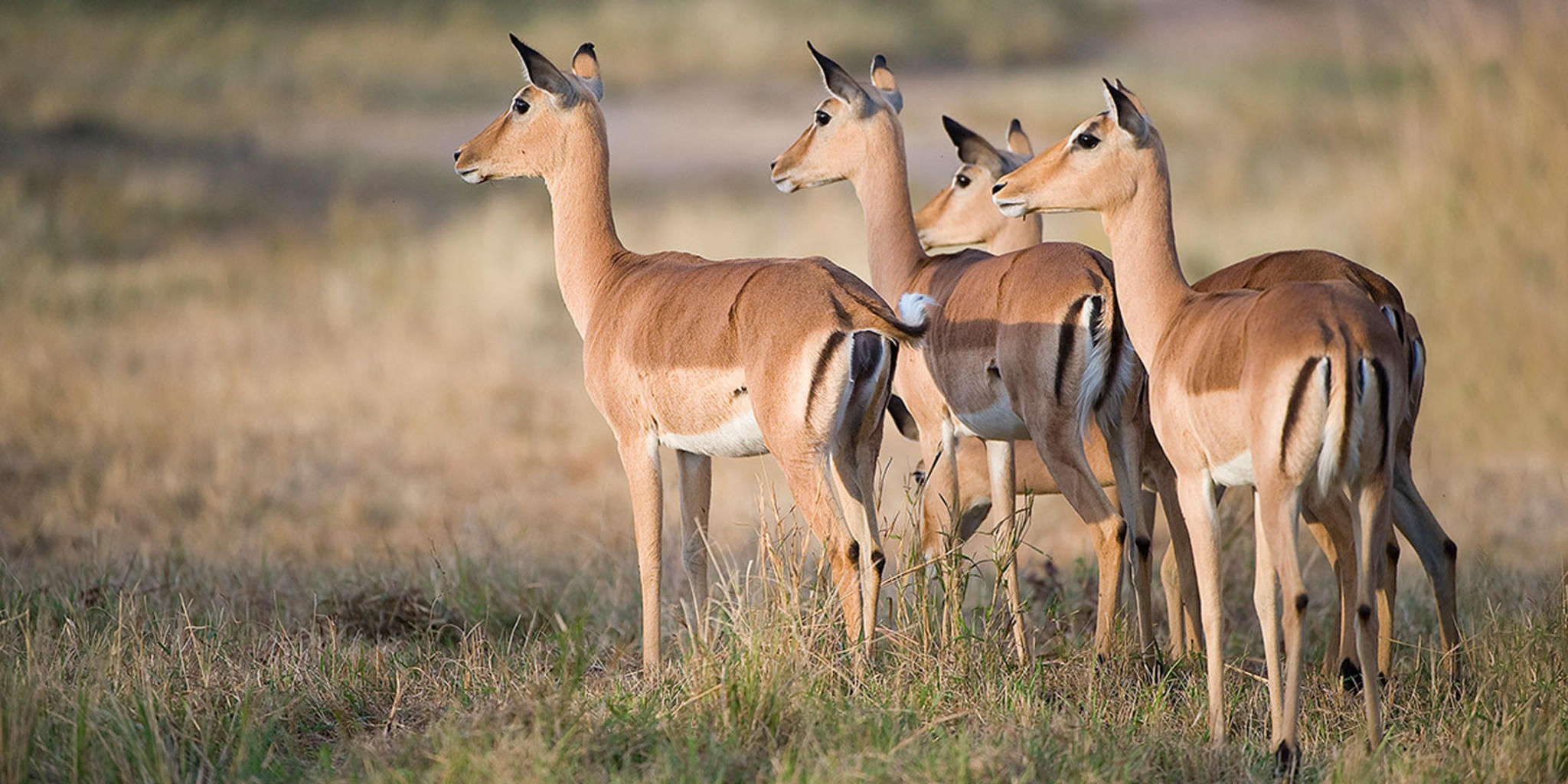 Sabi Sabi Game Drives