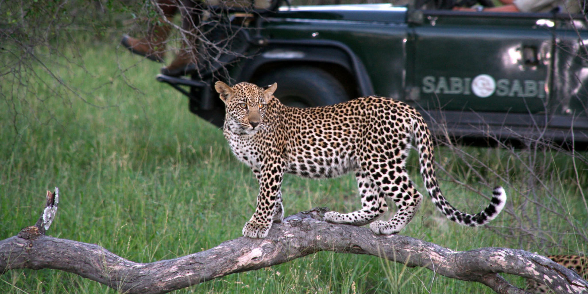 Sabi Sabi Game Drives