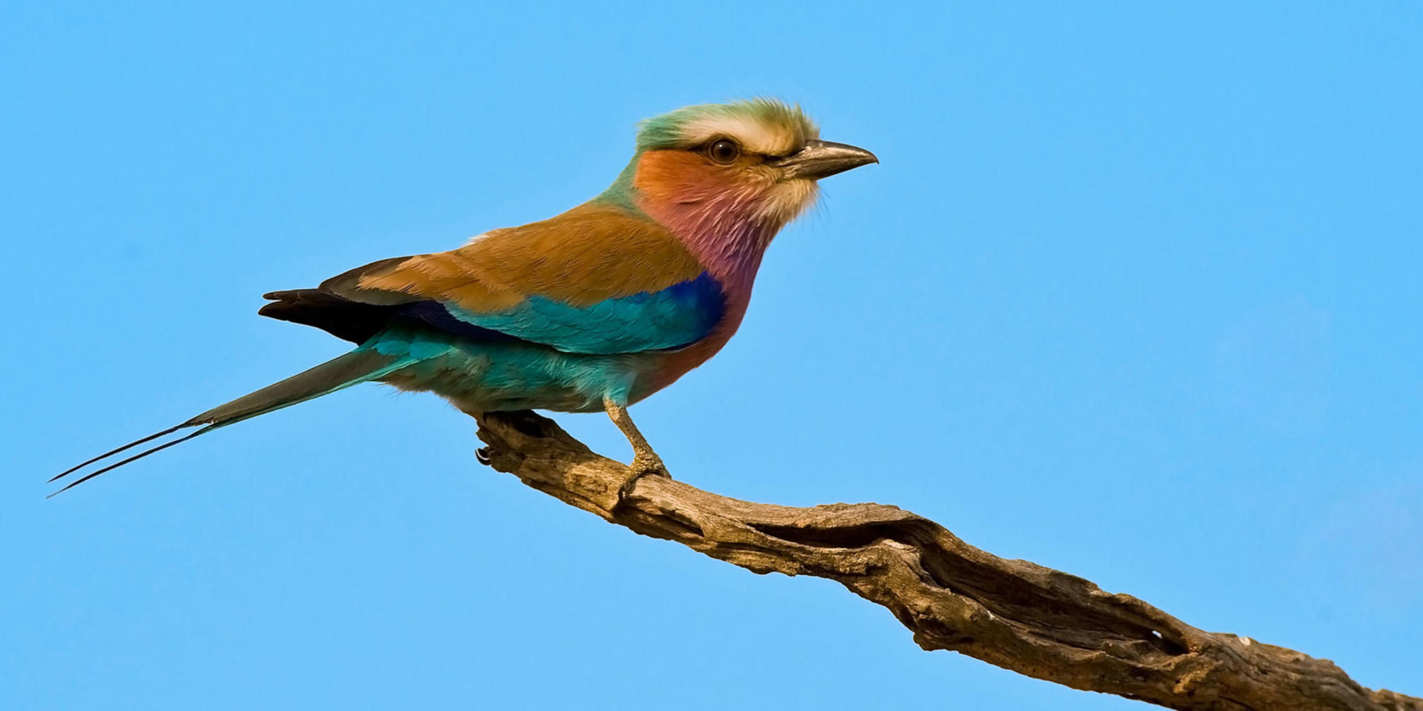 Sabi Sabi Game Drives