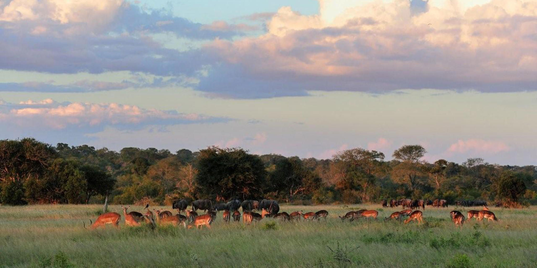 Sabi Sabi Game Drives