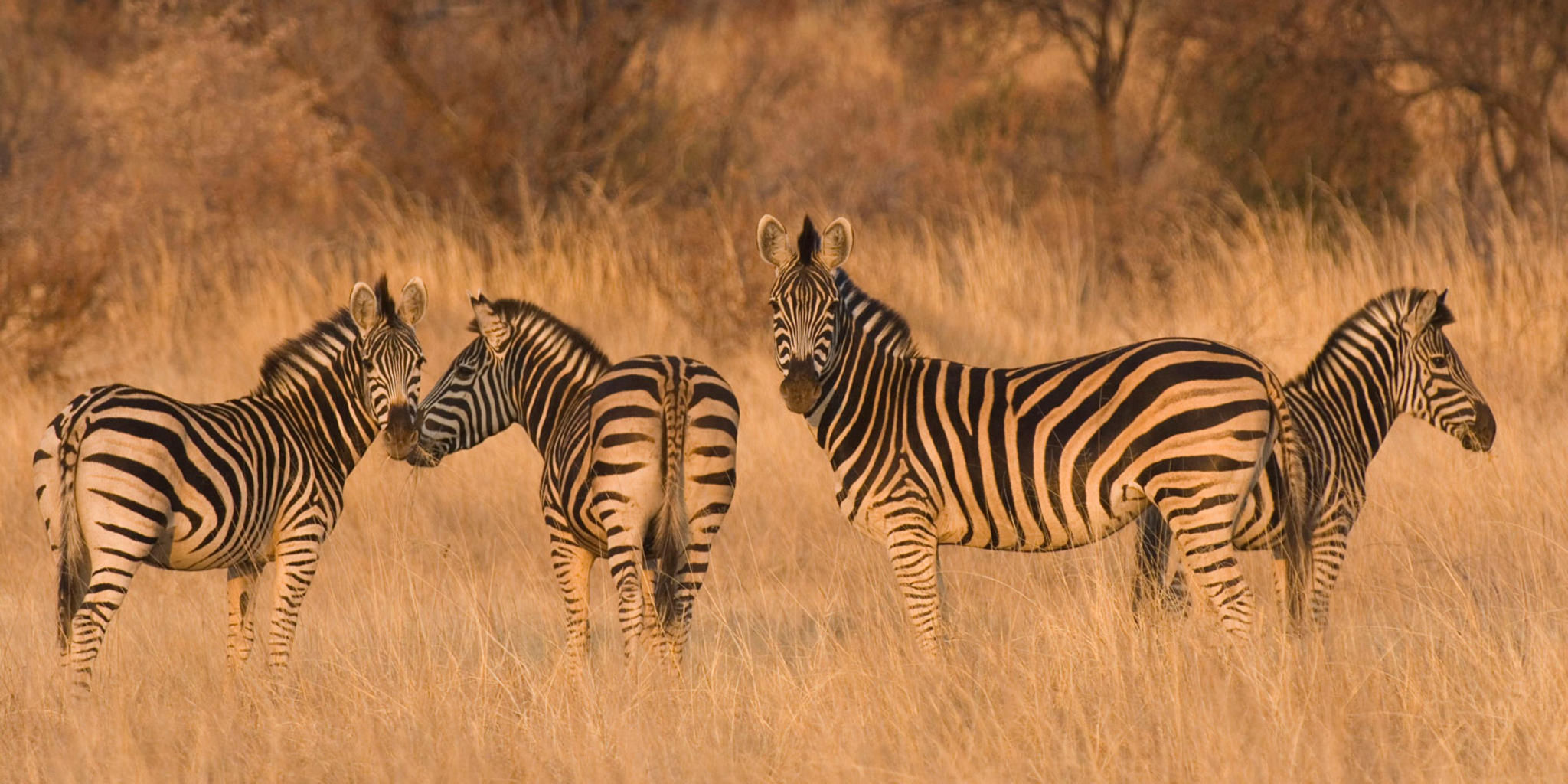 Sabi Sabi Game Drives