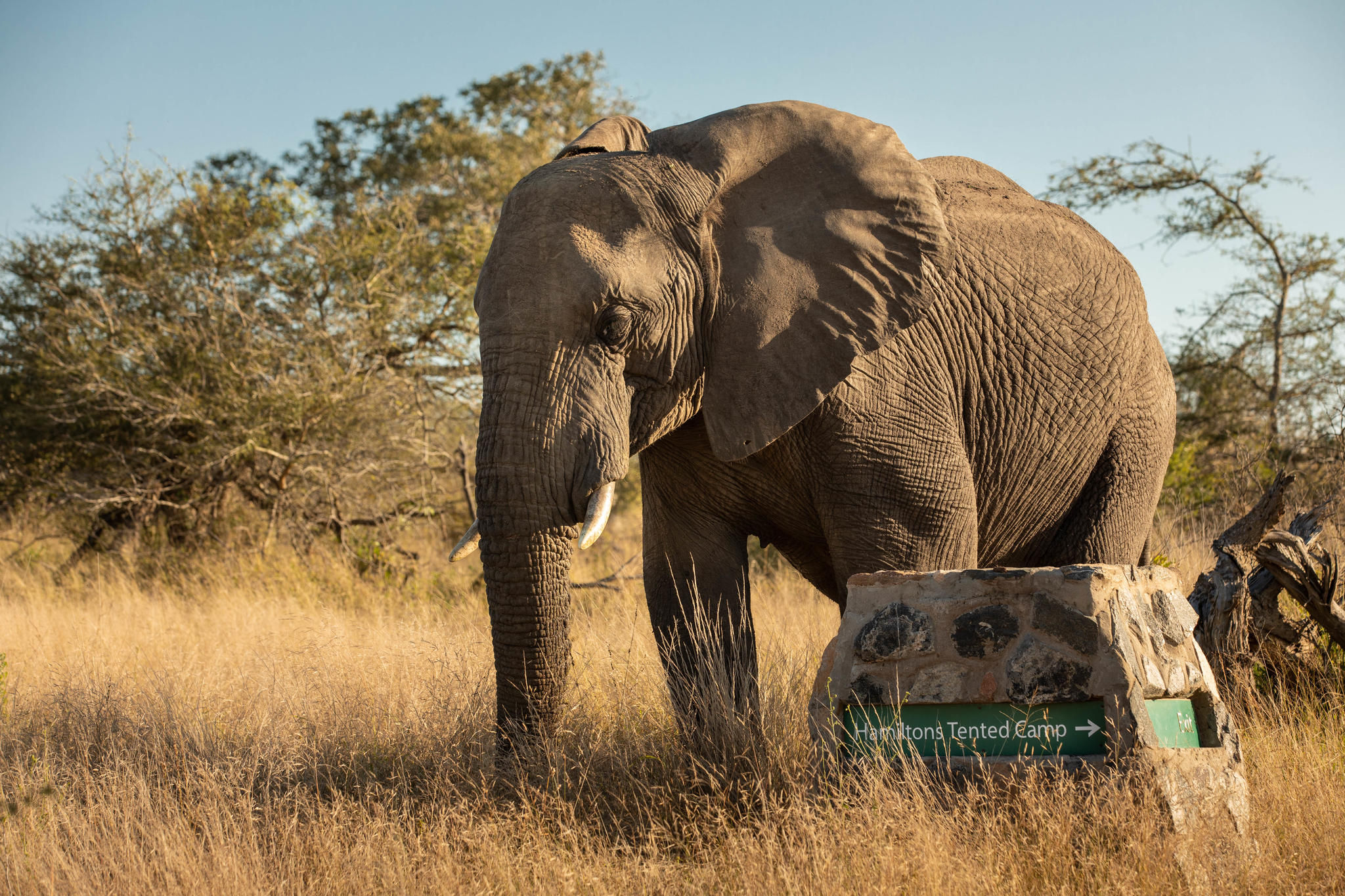 Hamiltons Tented Camp - Wildlife - Elephant