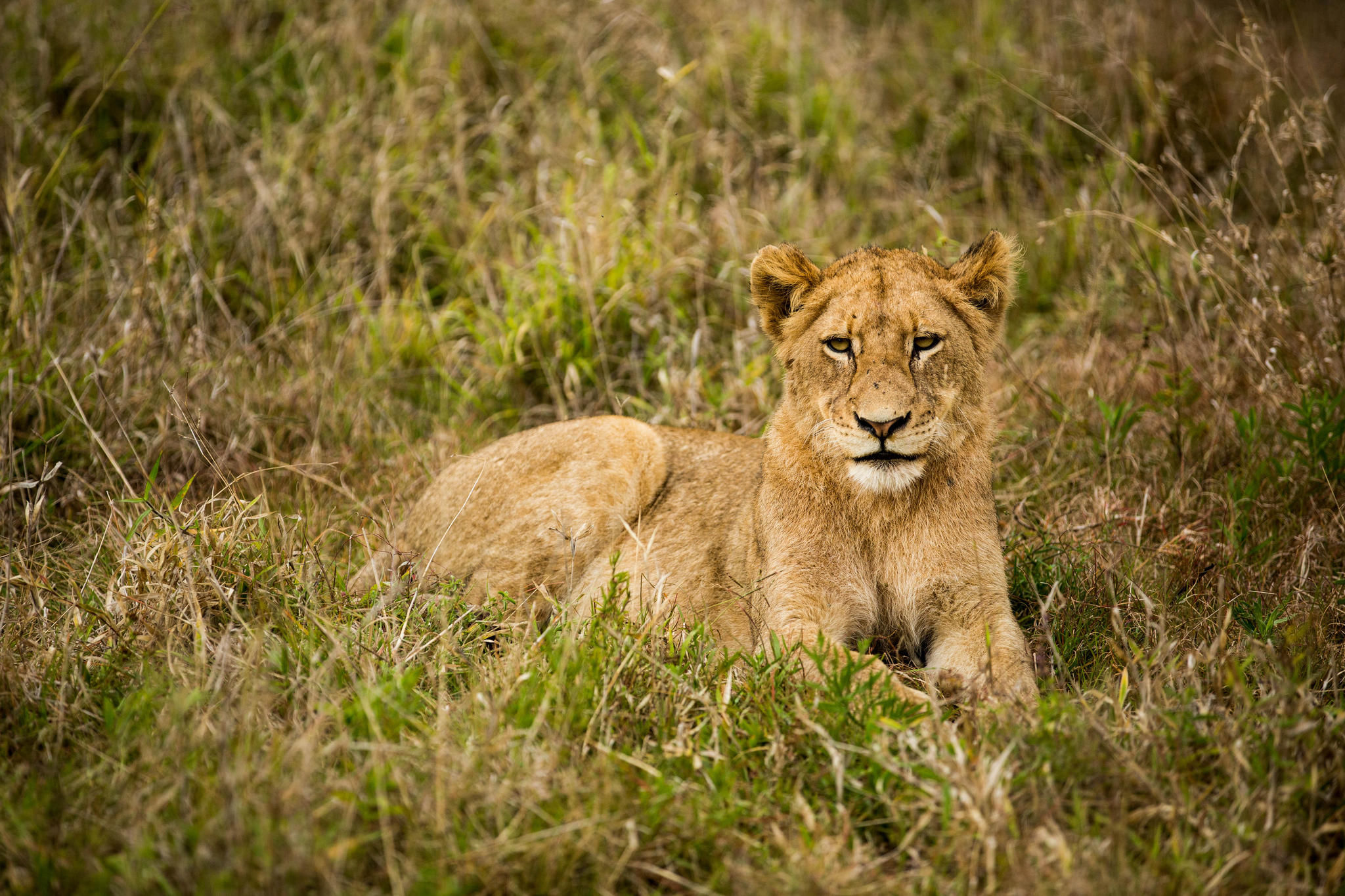 Hamiltons Tented Camp - Wildlife - Lion 6