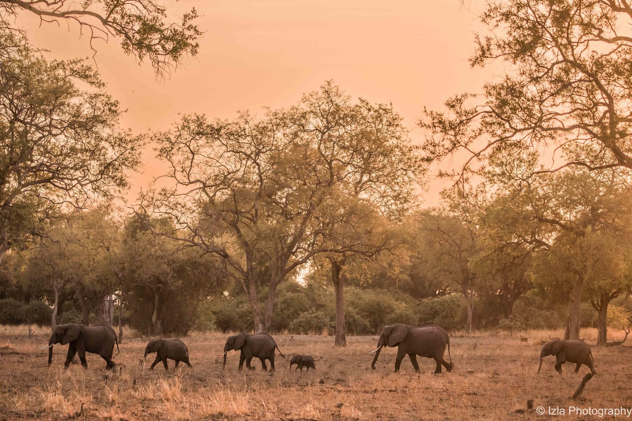 South Luangwa Elephants