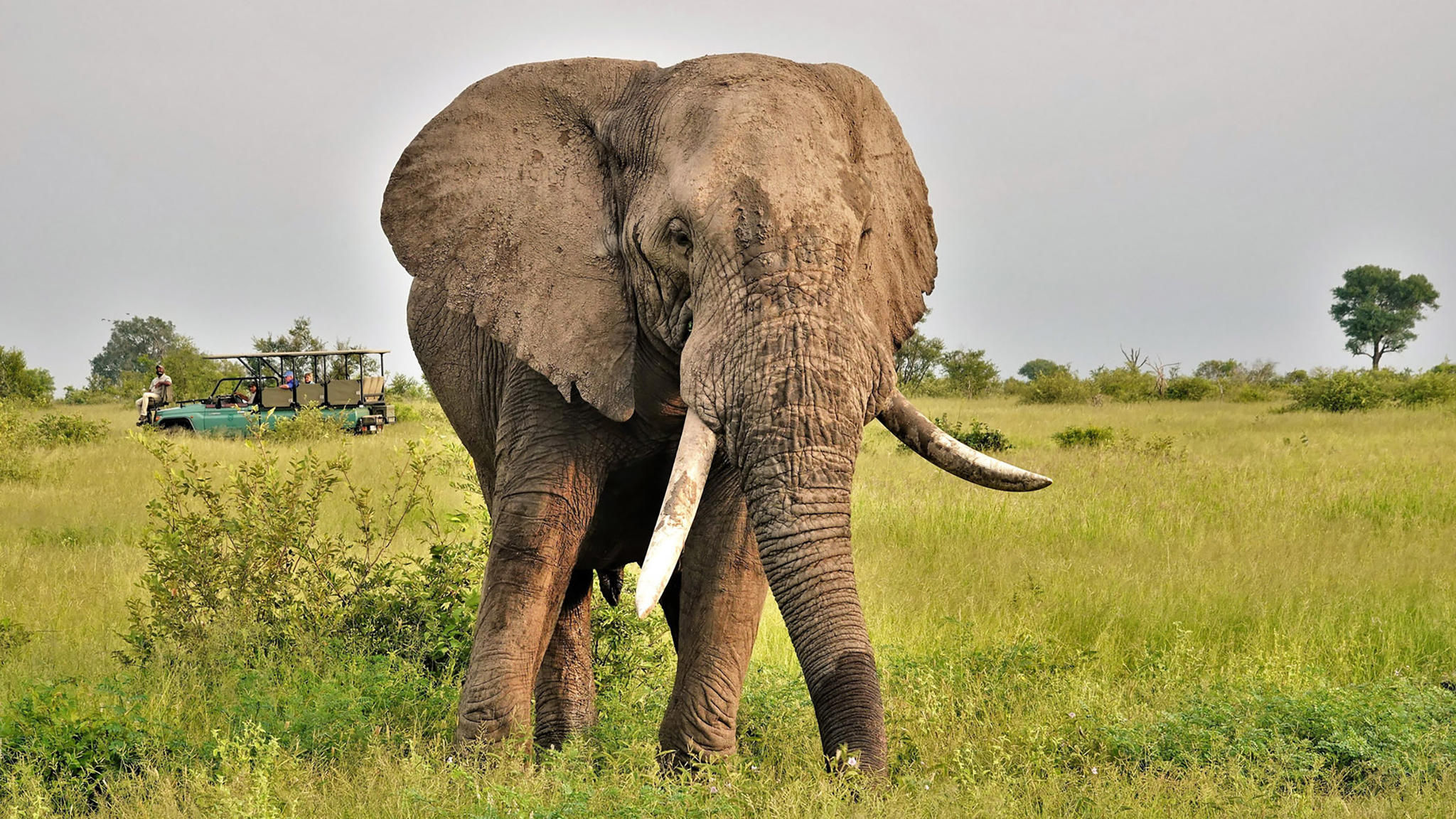 Elephant (Big 5)