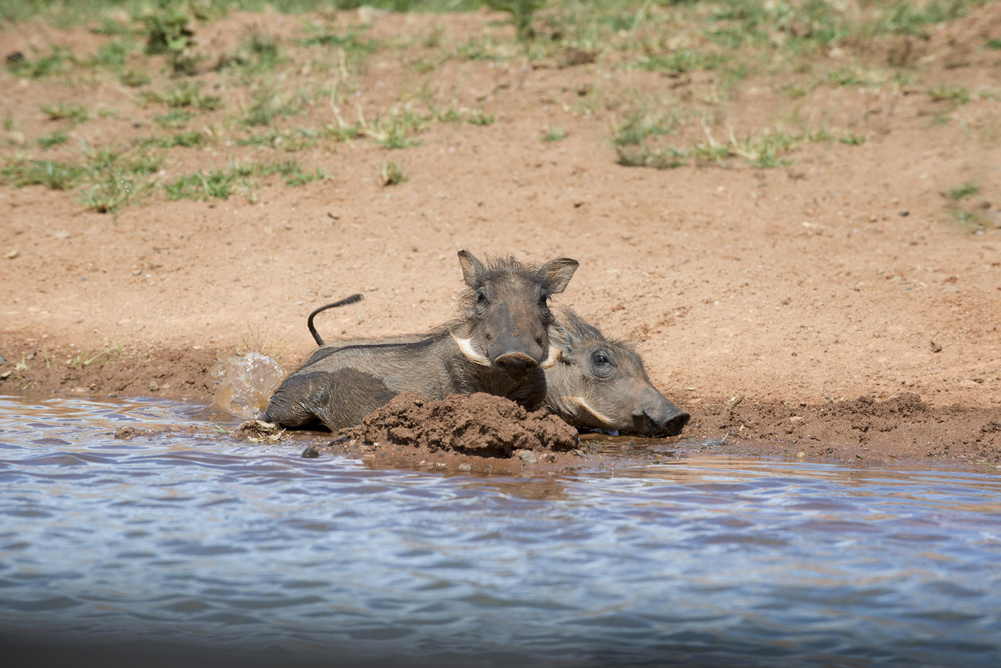 Mhondoro Safari Lodge and Villa