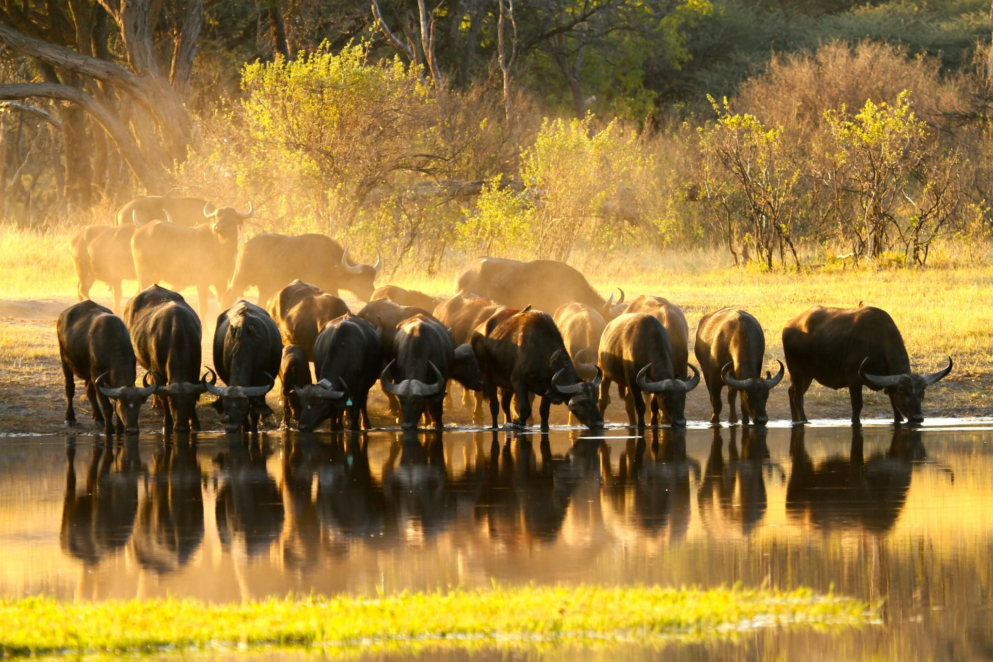 Buffalo at the Hide's waterhole 