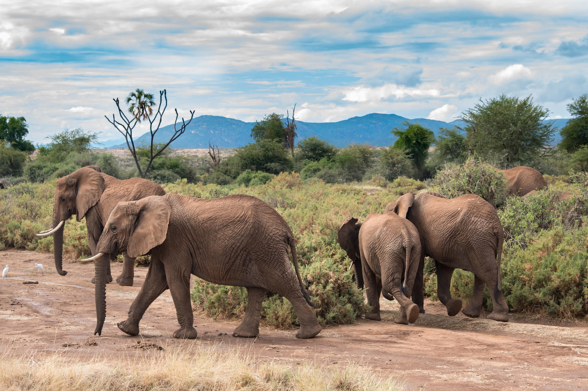 Elephant Bedroom Camp - Samburu