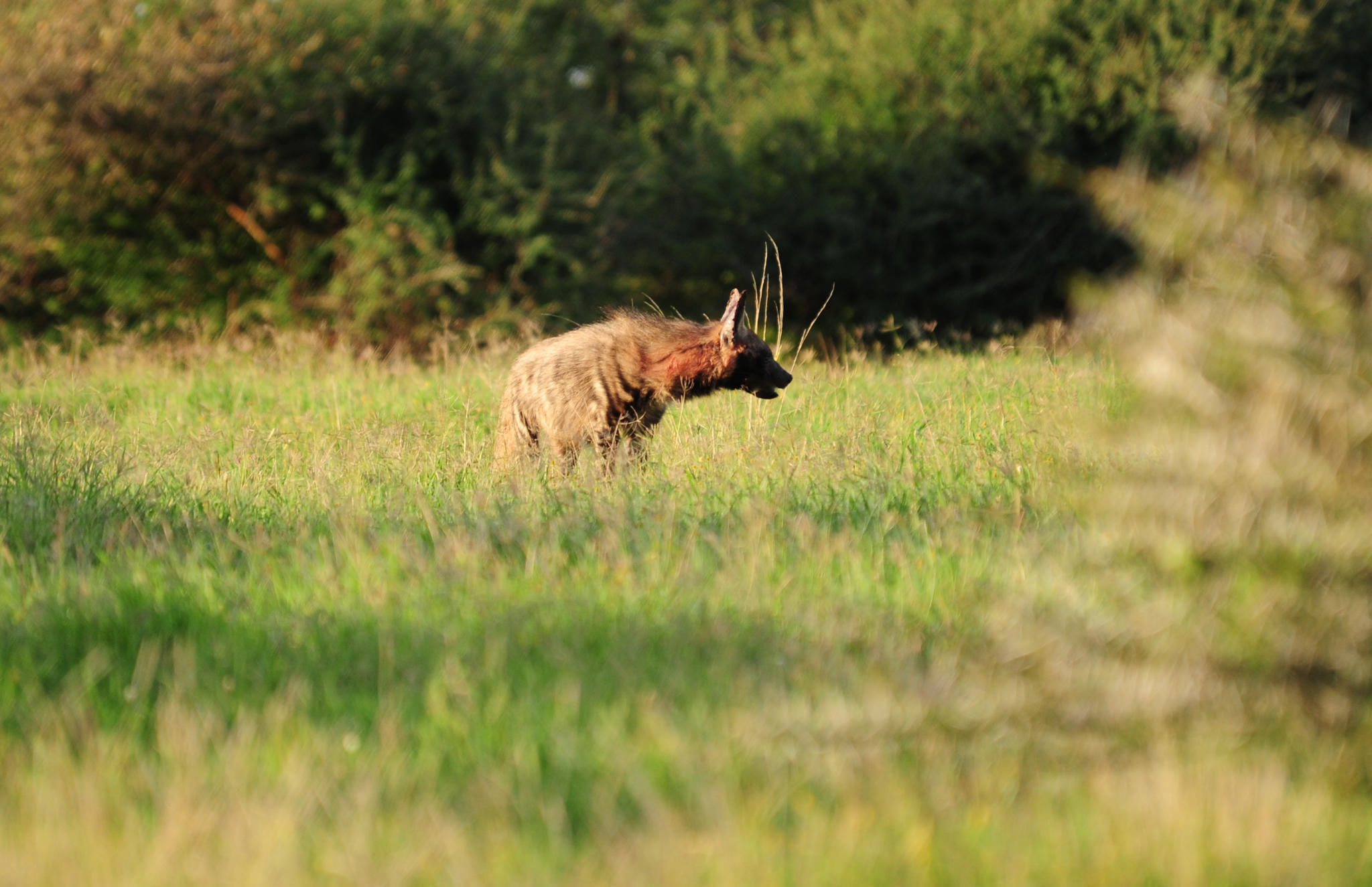 Hyena