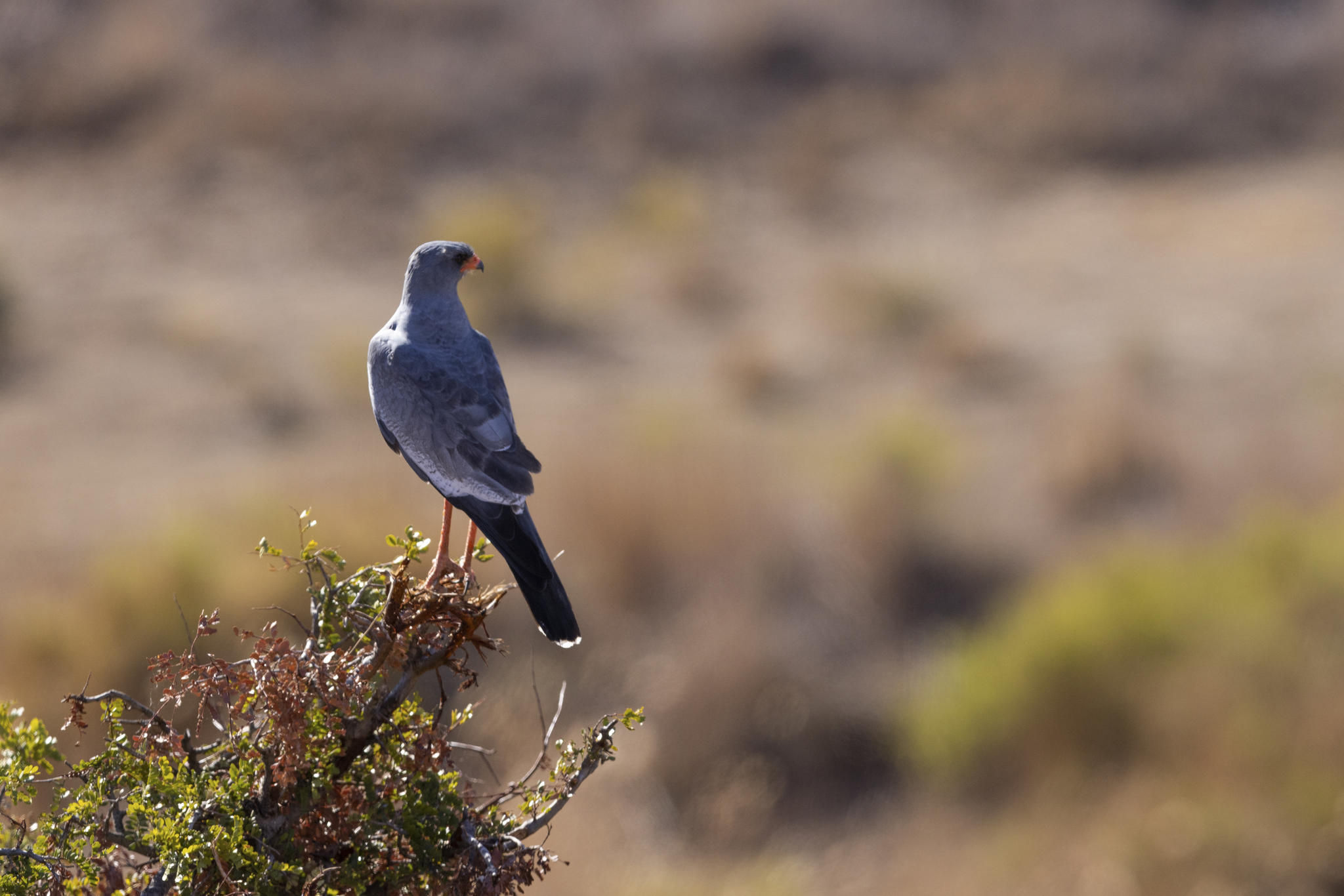 Guest Experience at Sanbona Wildlife Reserve