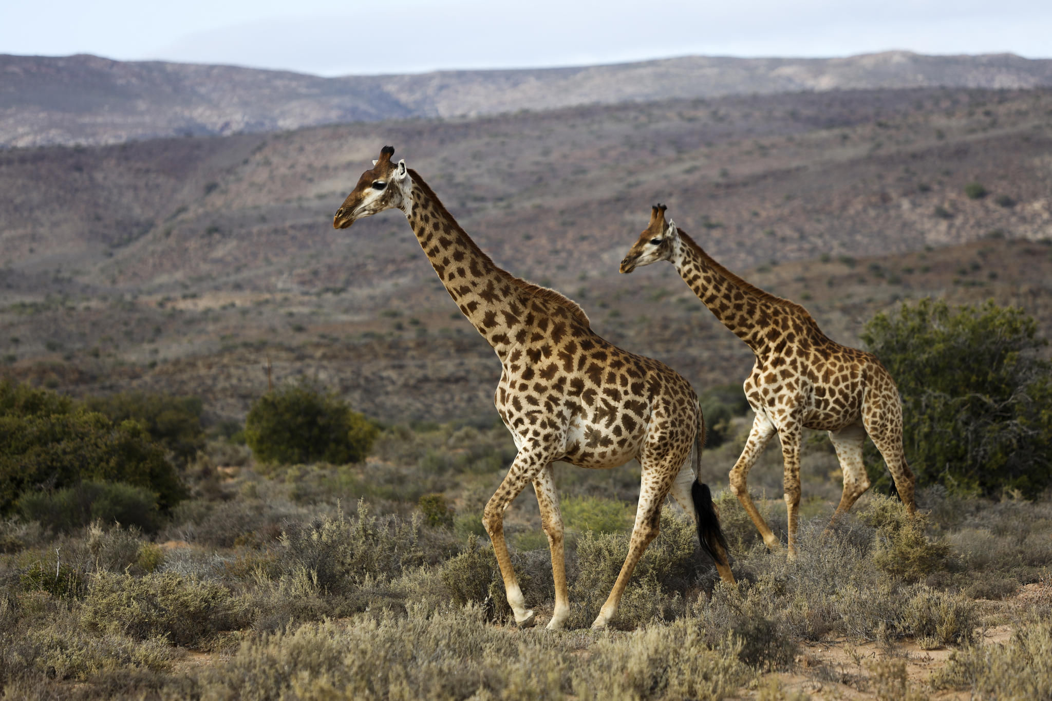 Guest Experience at Sanbona Wildlife Reserve