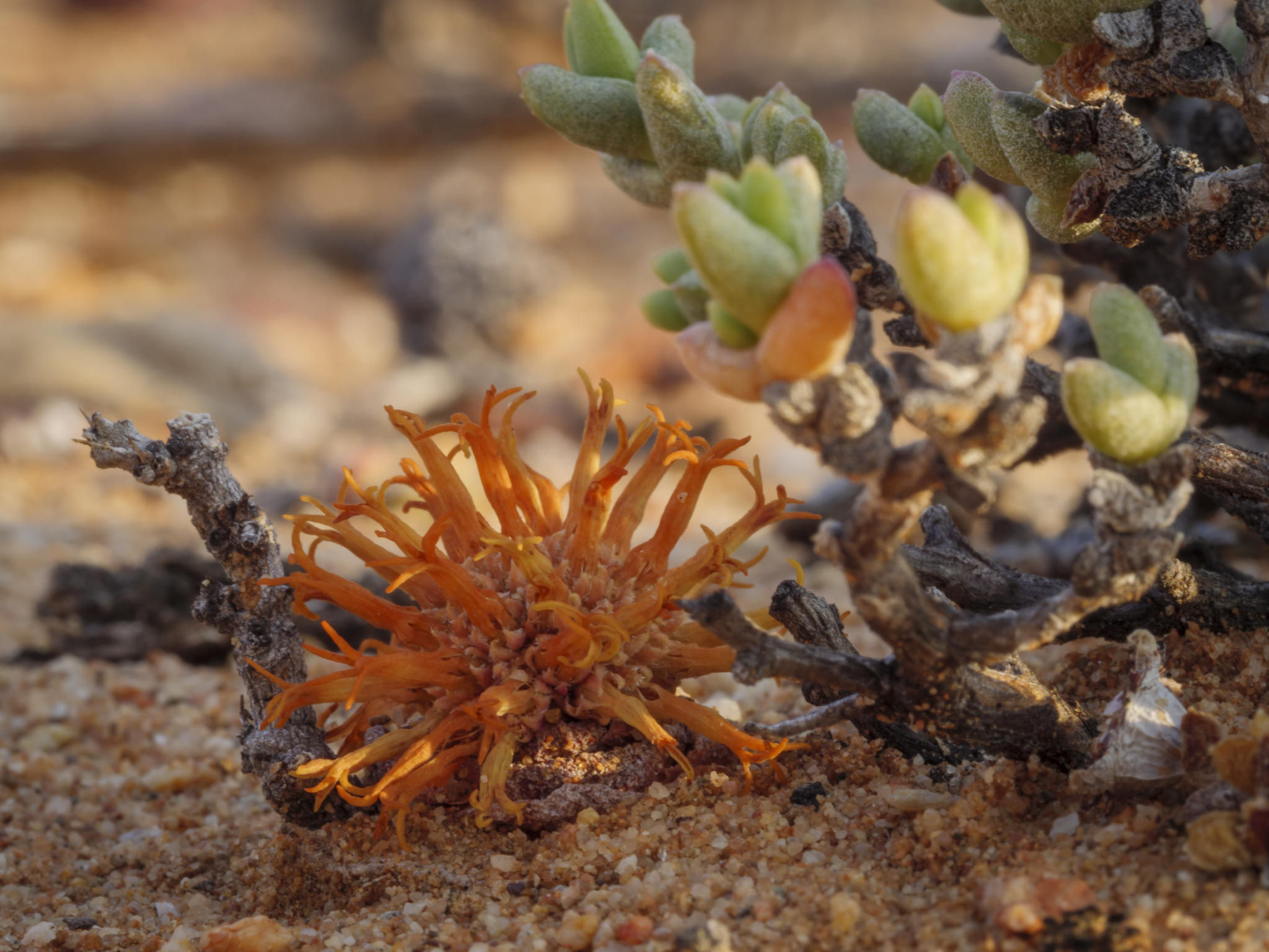 Guest Experience at Sanbona Wildlife Reserve