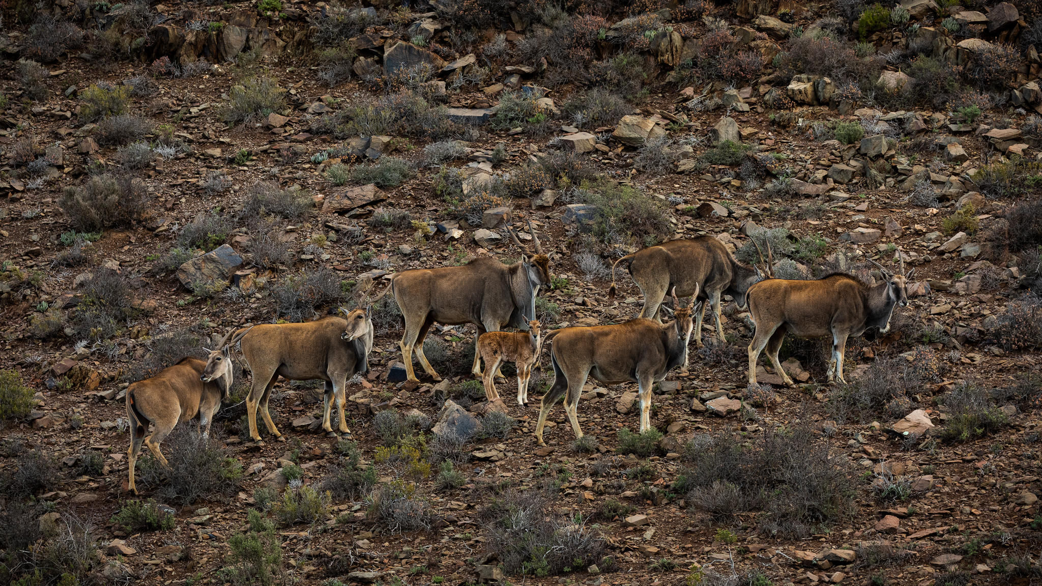 Guest Experience at Sanbona Wildlife Reserve
