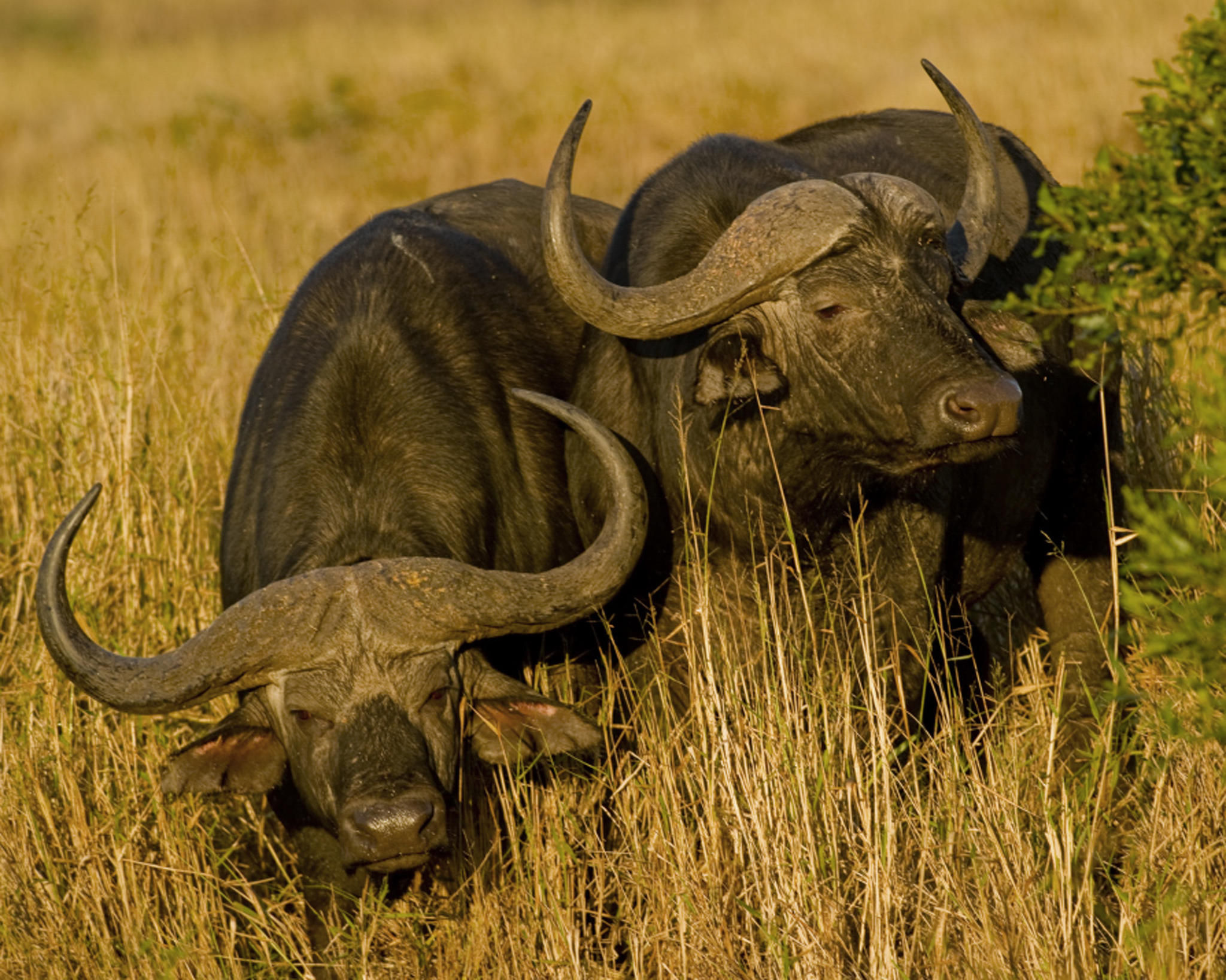 Moremi Game Viewing