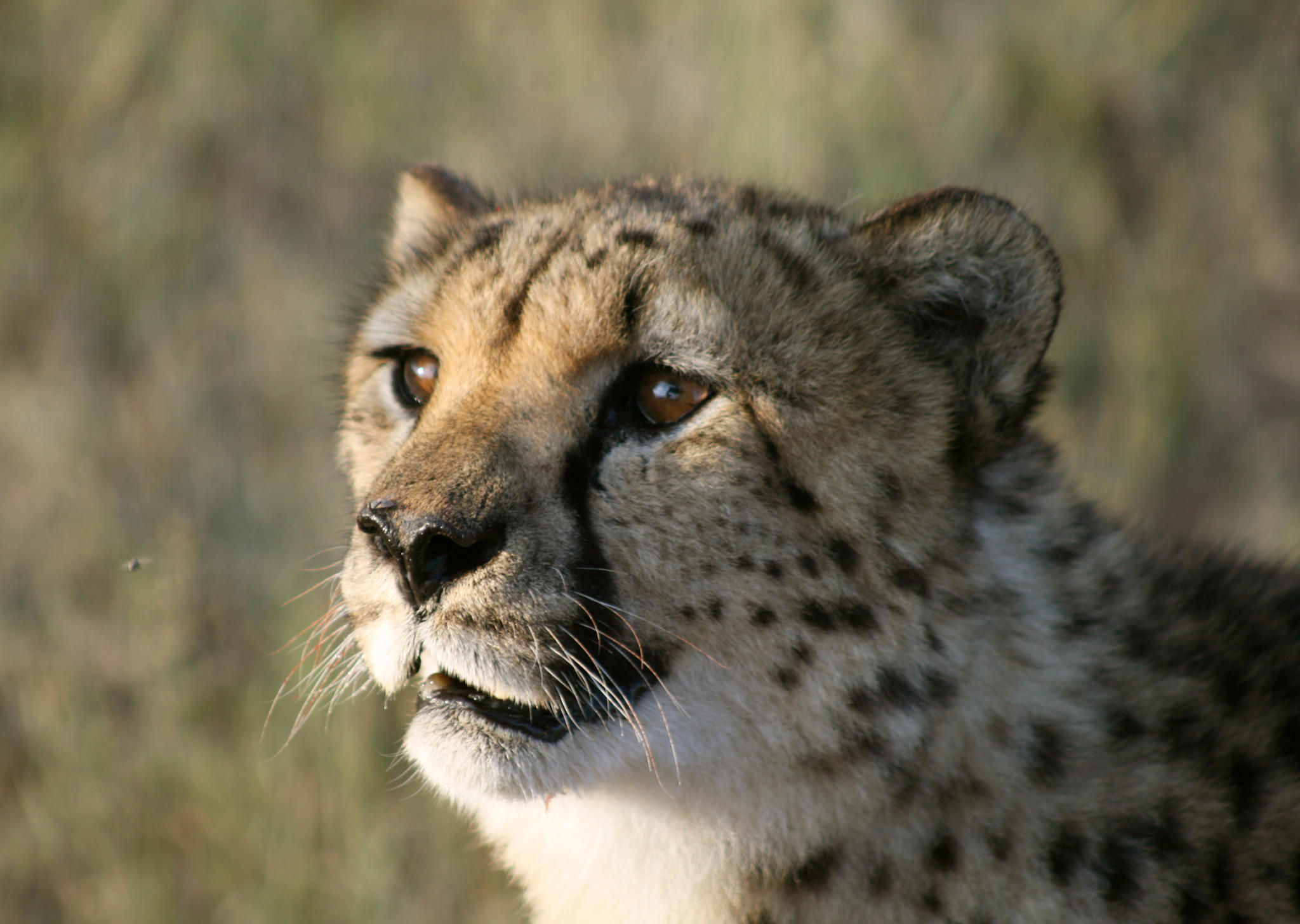 Moremi Game Viewing