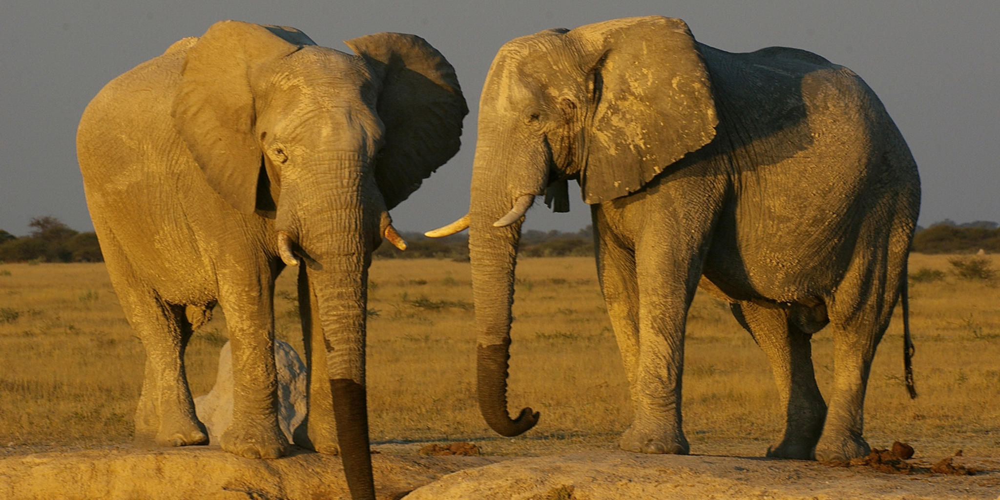 Moremi Game Viewing