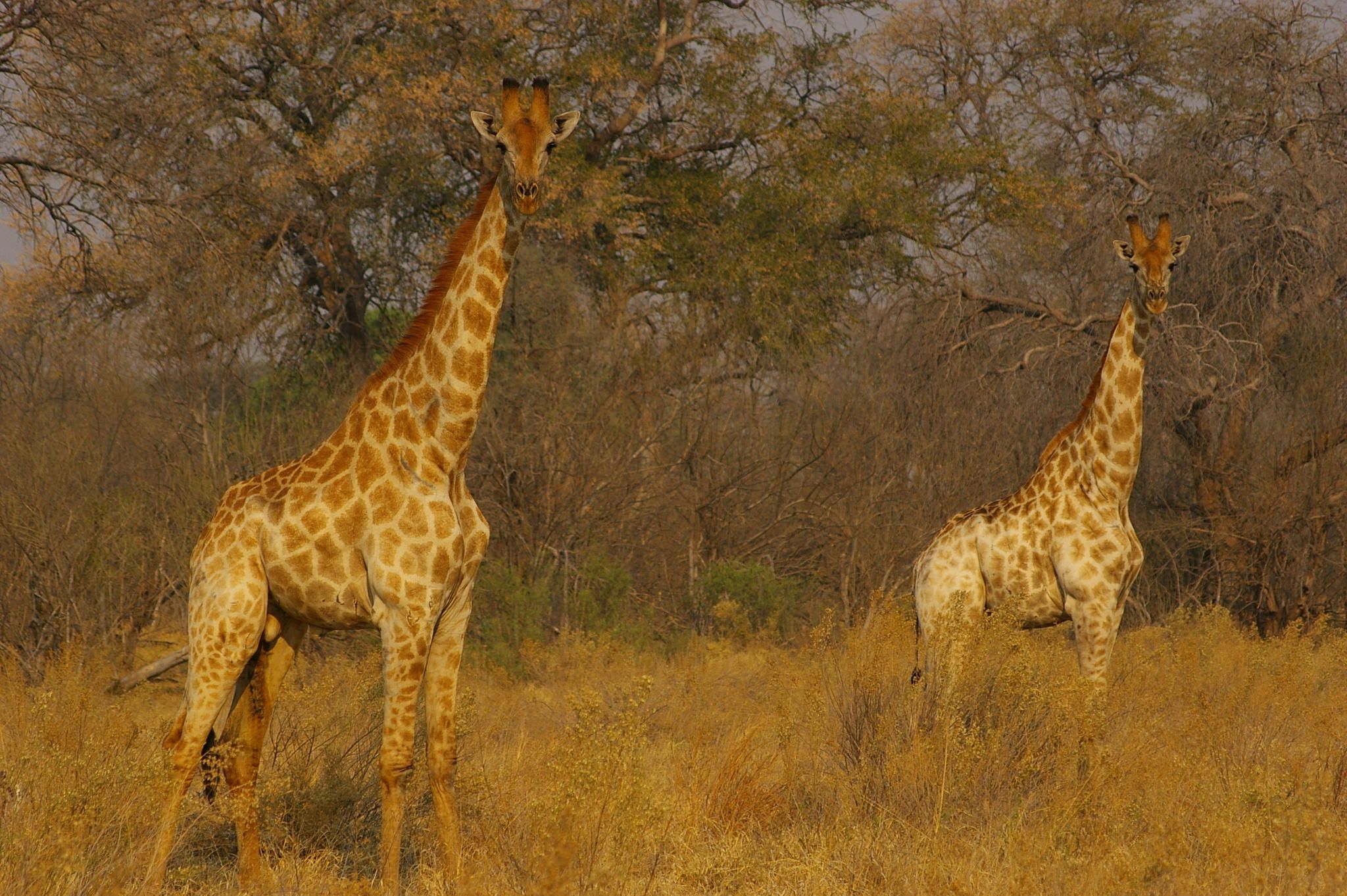 Savuti Game Viewing