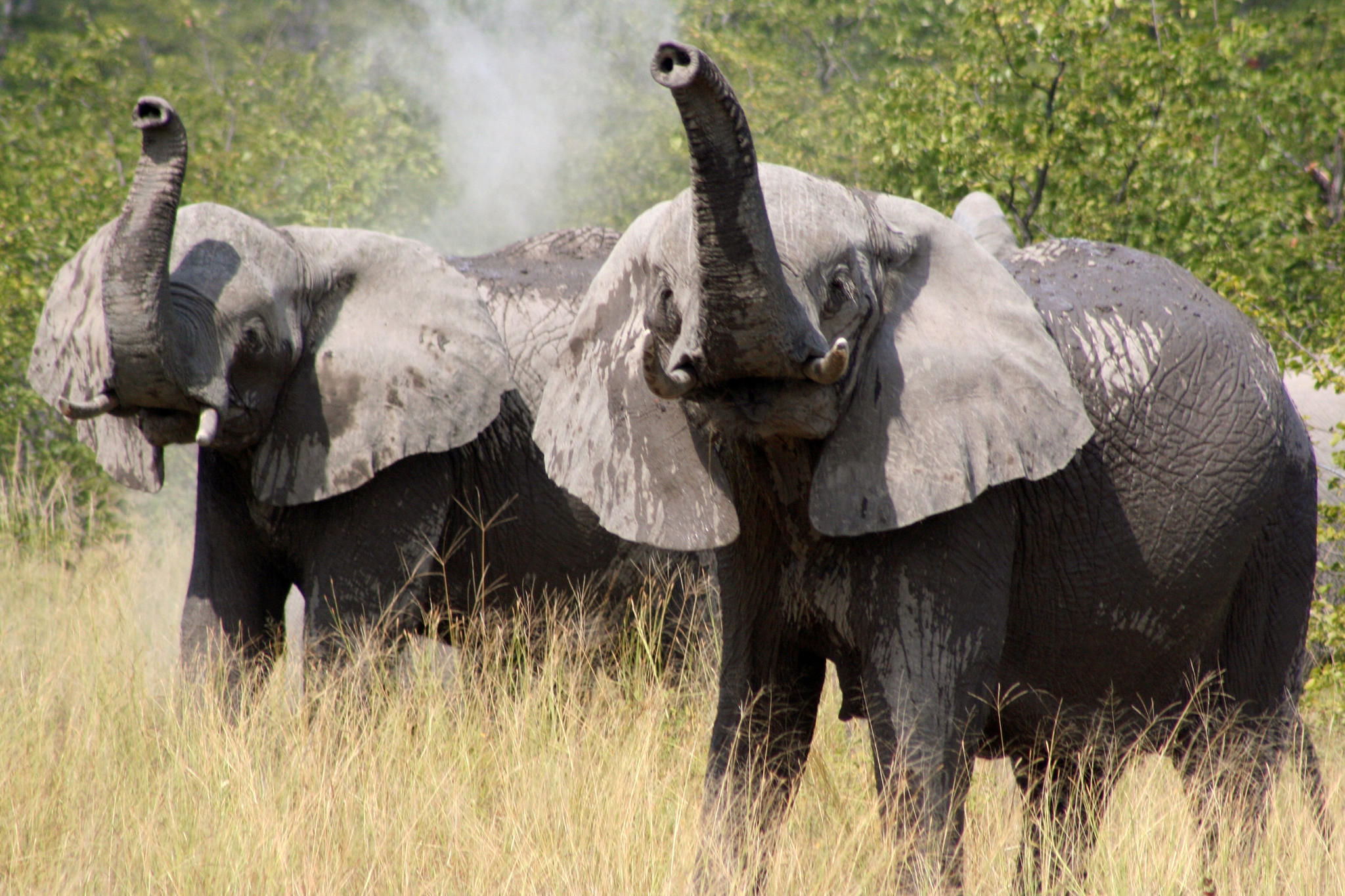 Chobe Game Viewing