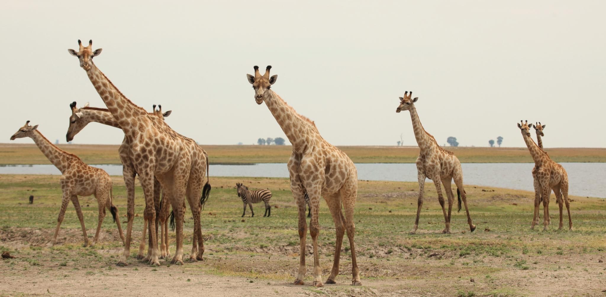 Chobe Game Viewing