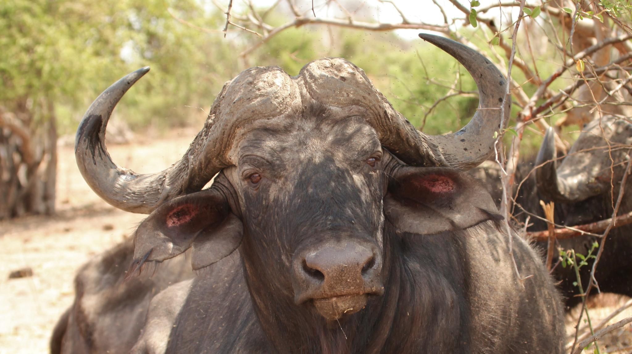 Chobe Game Viewing