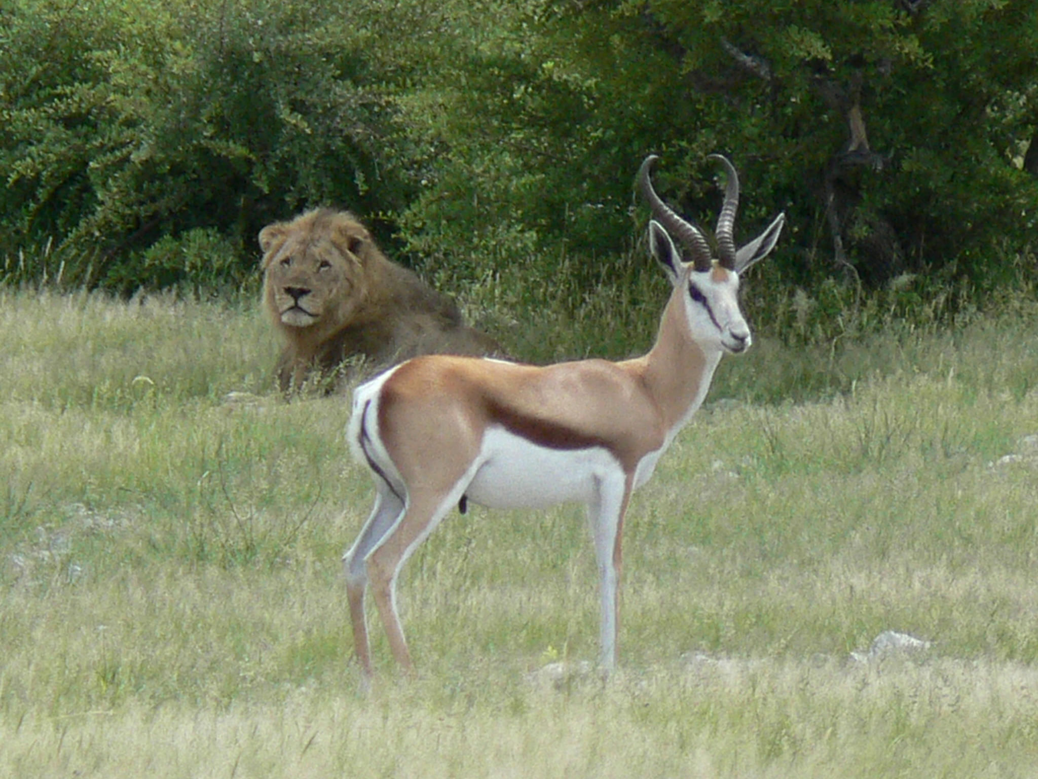 Central Kalahari Game Viewing