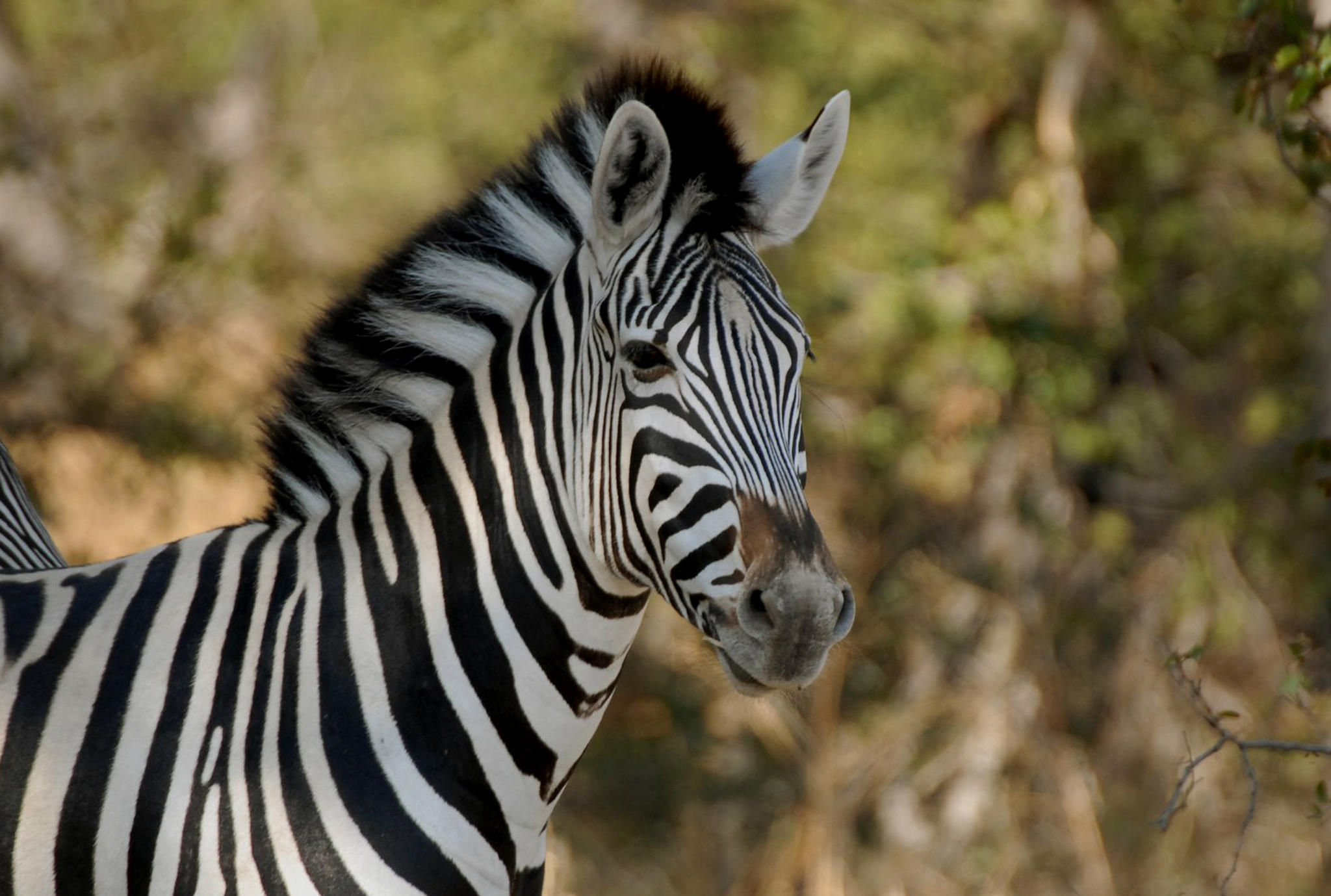Central Kalahari Game Viewing