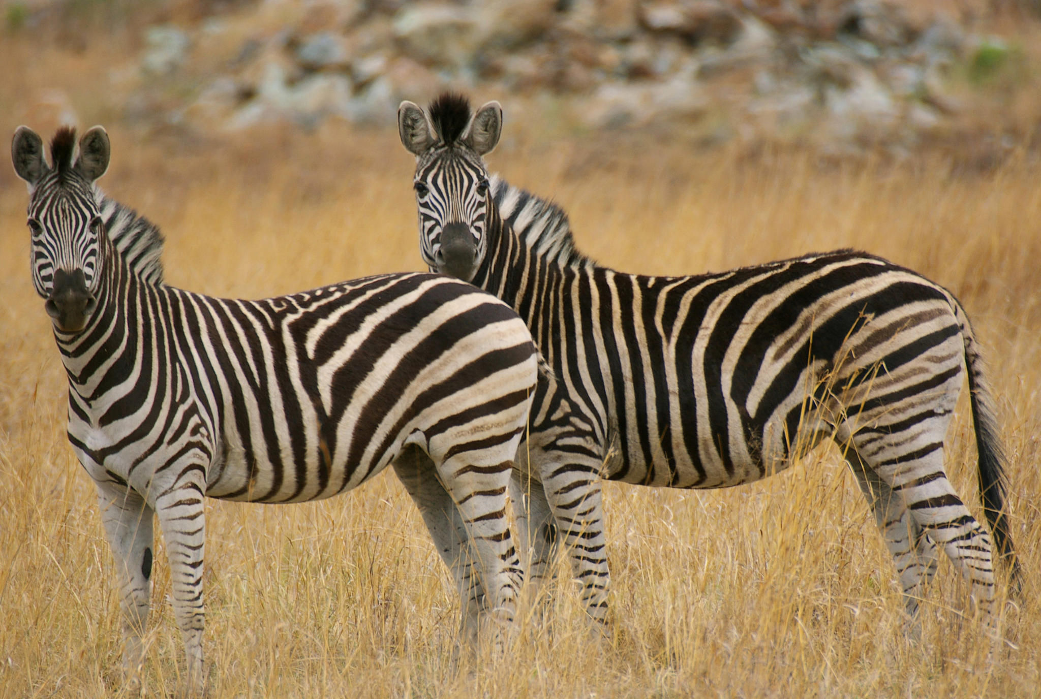 Makgadikgadi Game Viewing