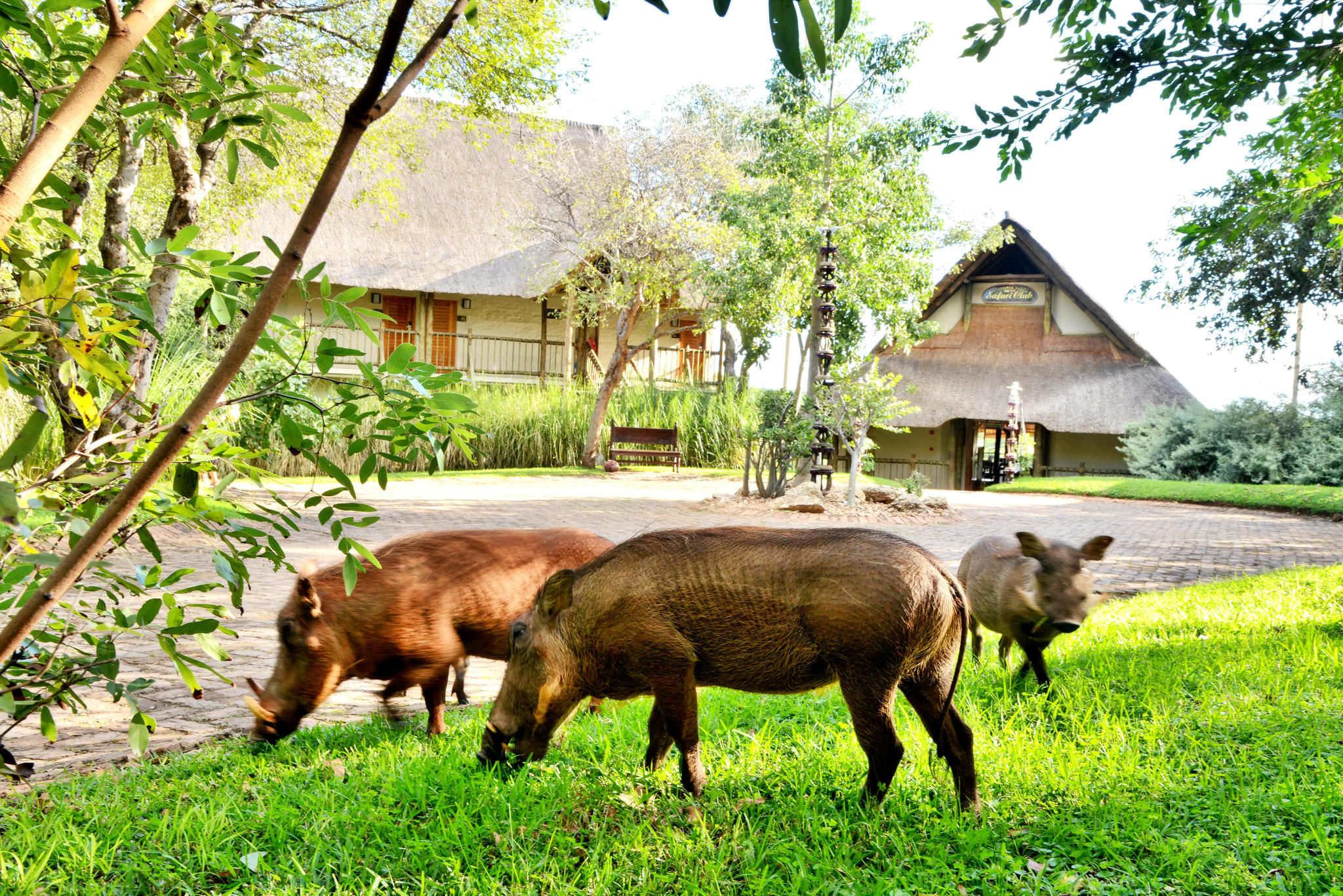 Victoria Falls Safari Club 