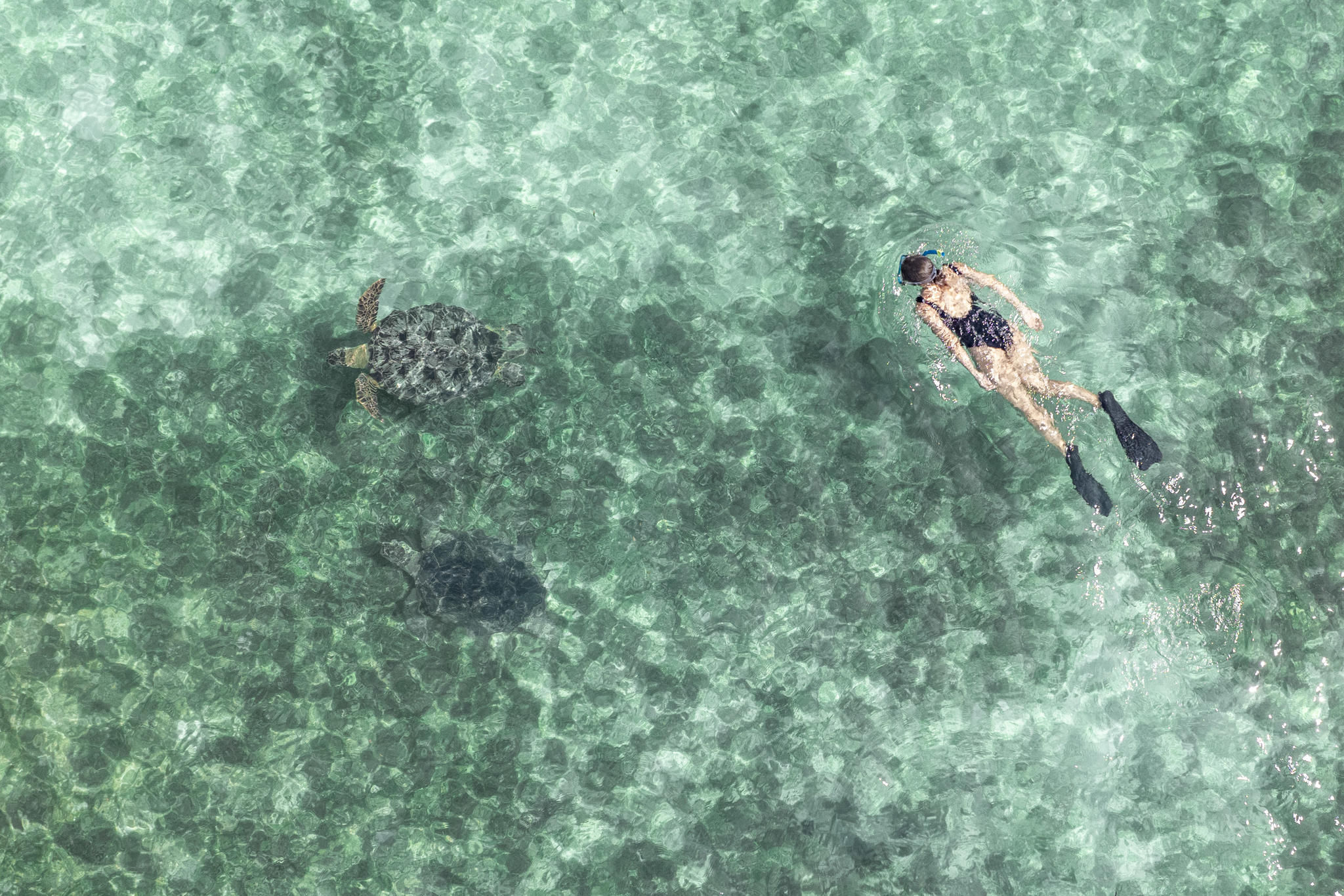 Snorkelling with turtles 