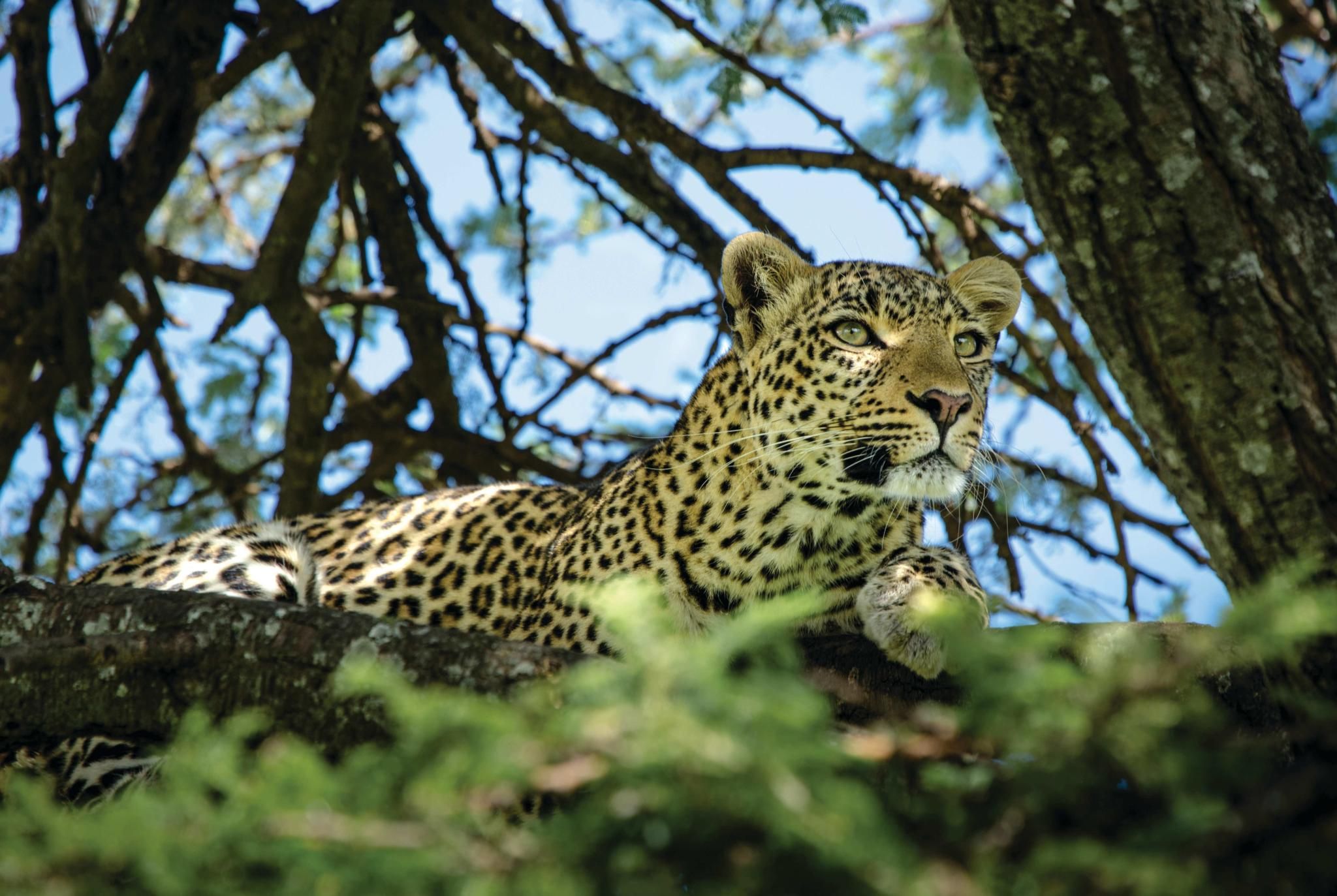 Mara Expedition Camp - Leopard