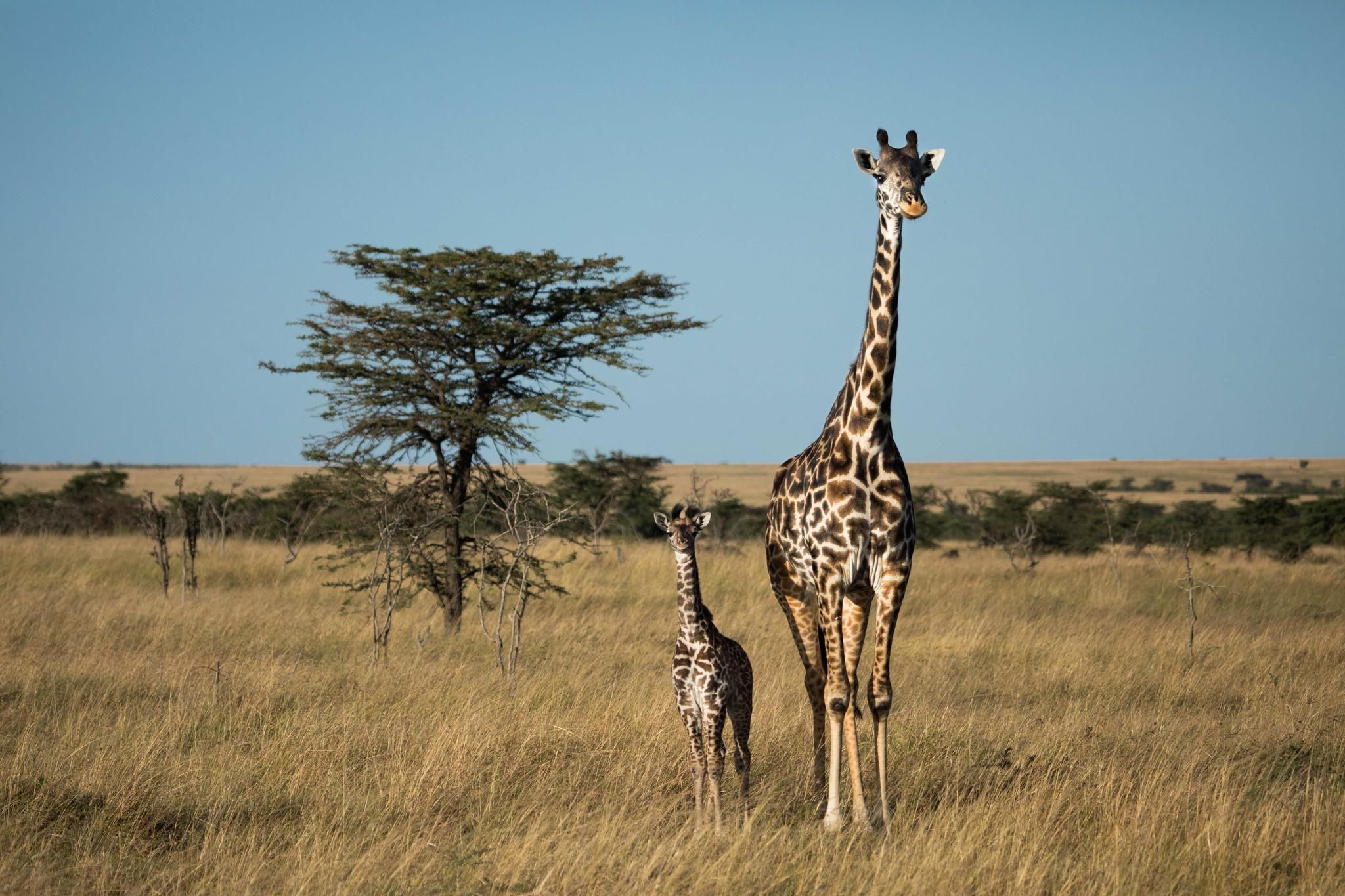 Mara Expedition Camp - Giraffe