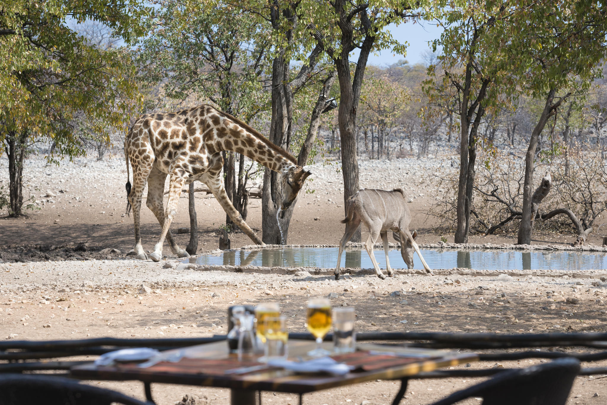 Ongava Game Reserve 