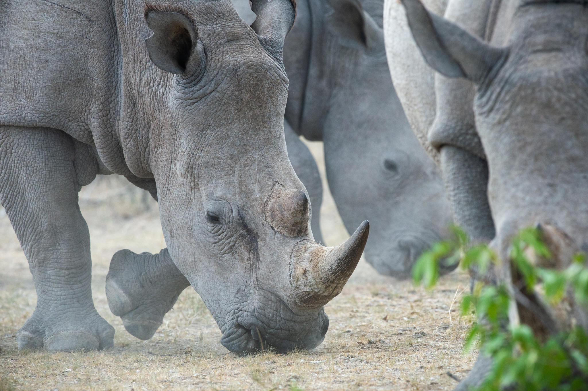 Browsing at Ongava Game Reserve
