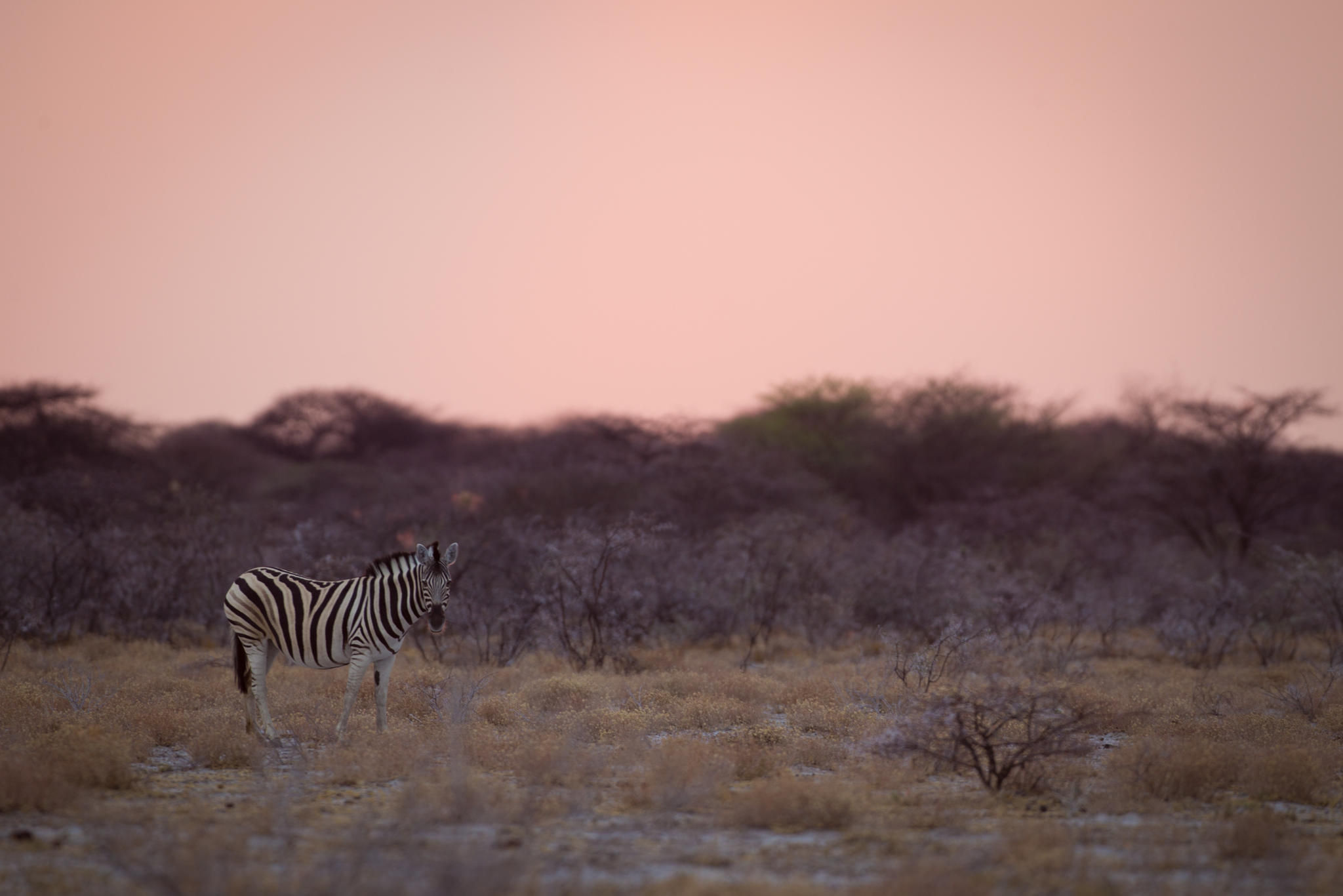 Onguma Nature Reserve