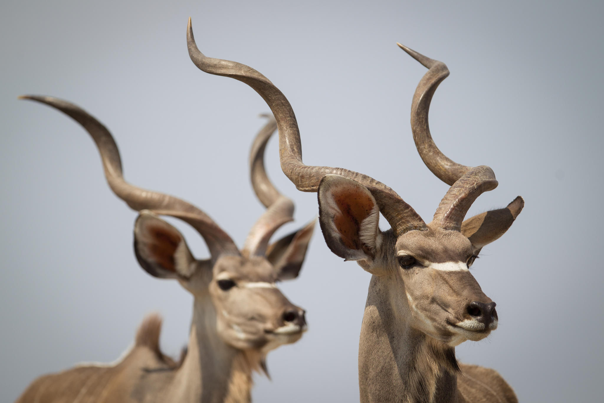 Onguma Nature Reserve