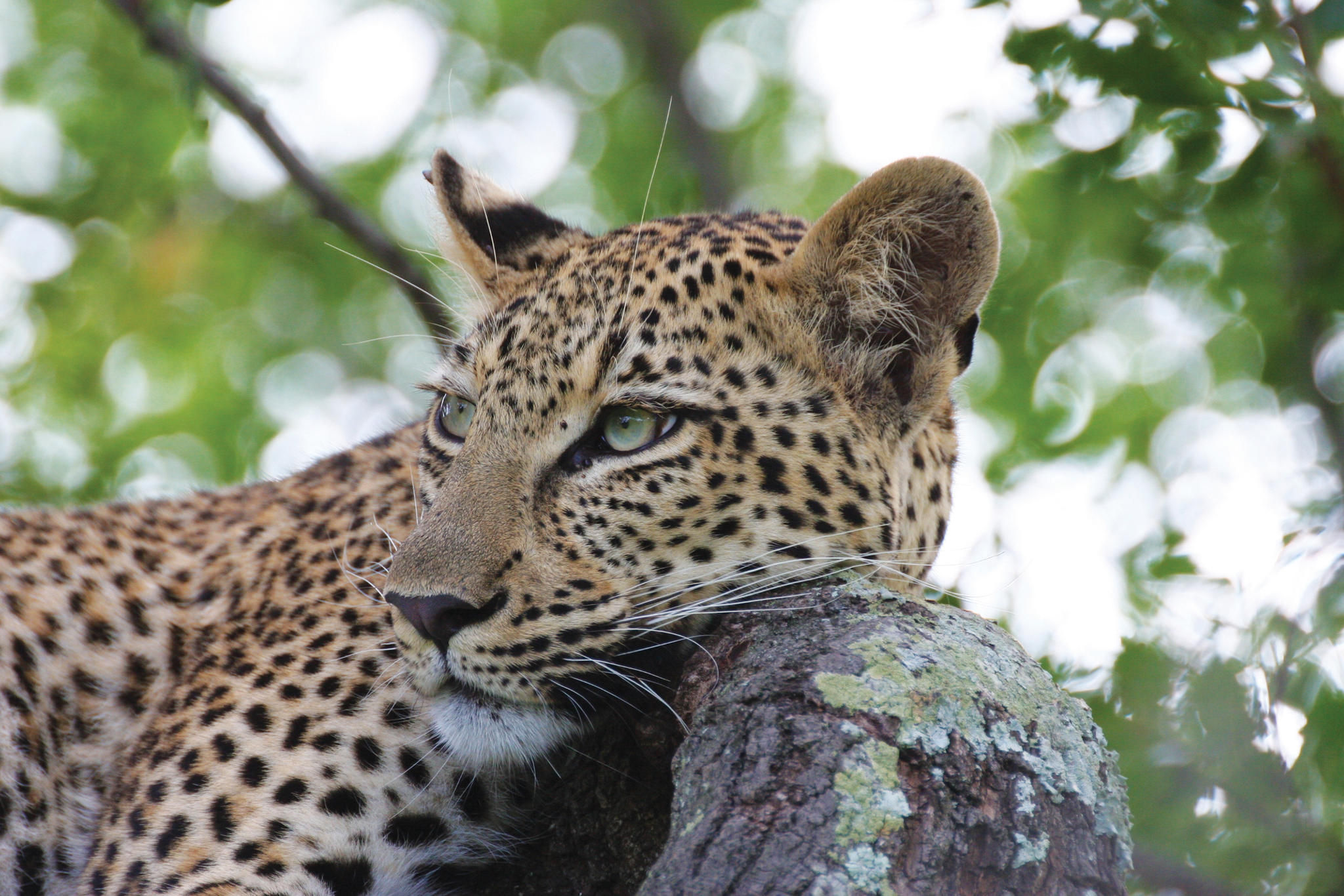 On safari: Leopard