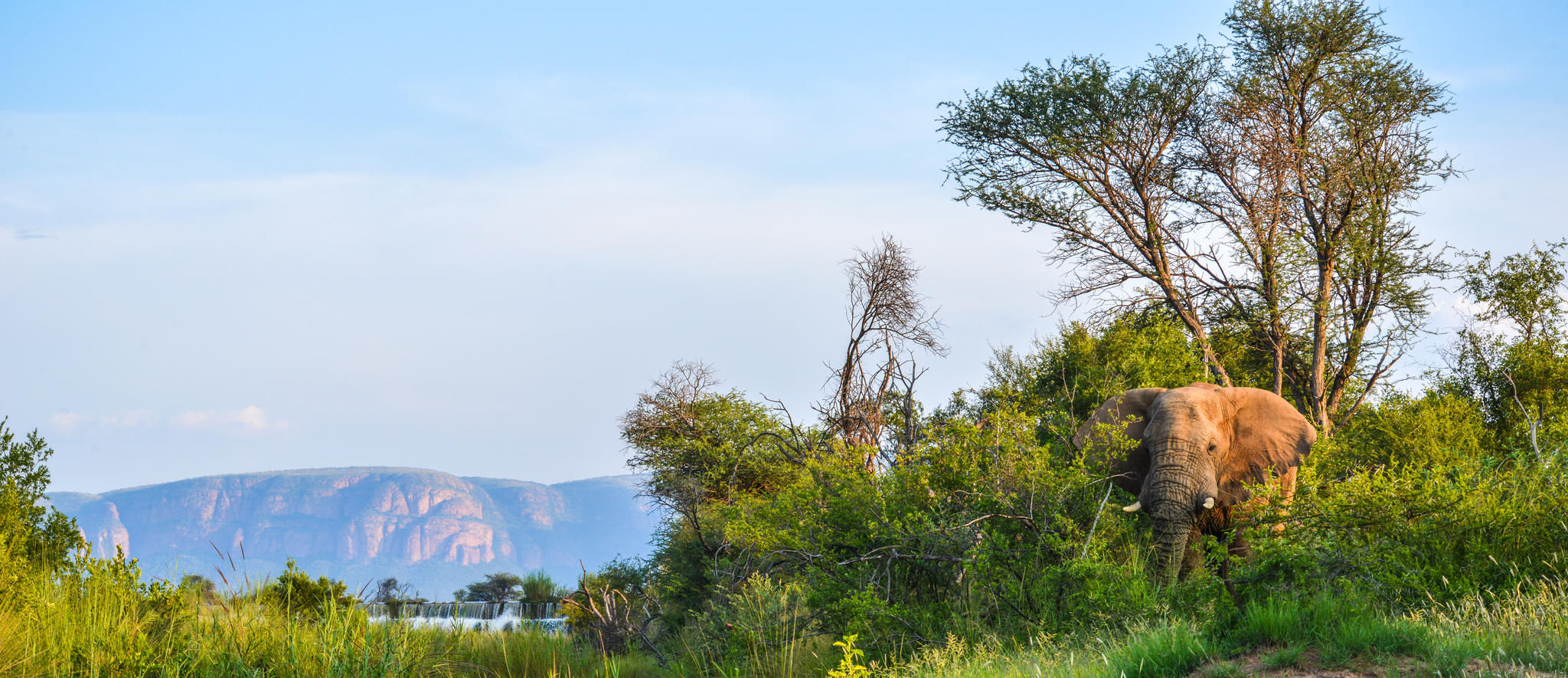 On Safari  - Elephant