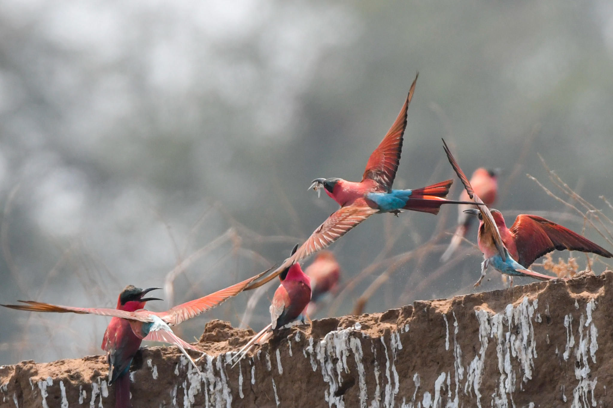 Wildlife - carmine bee-eater colony