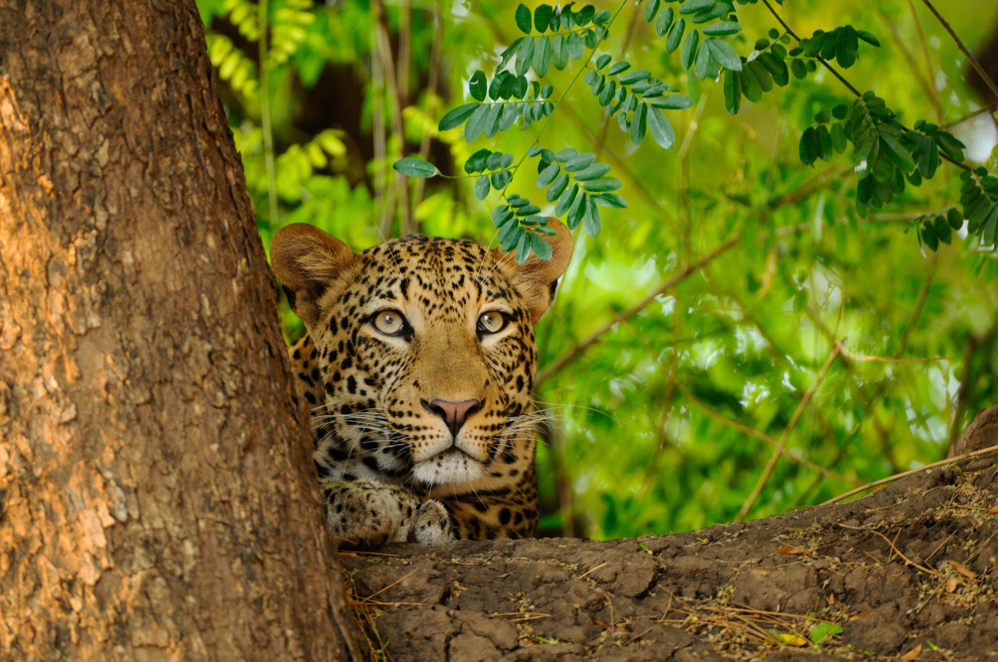 Wildlife - Leopards are plentiful in the area