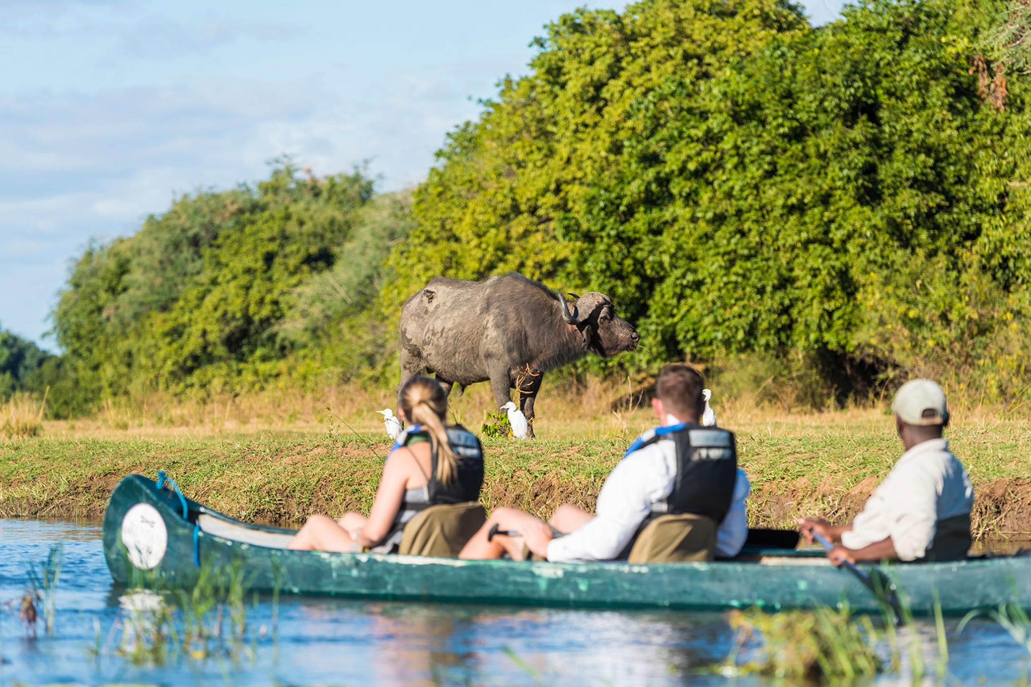 Canoeing - buffalo on riverbank 