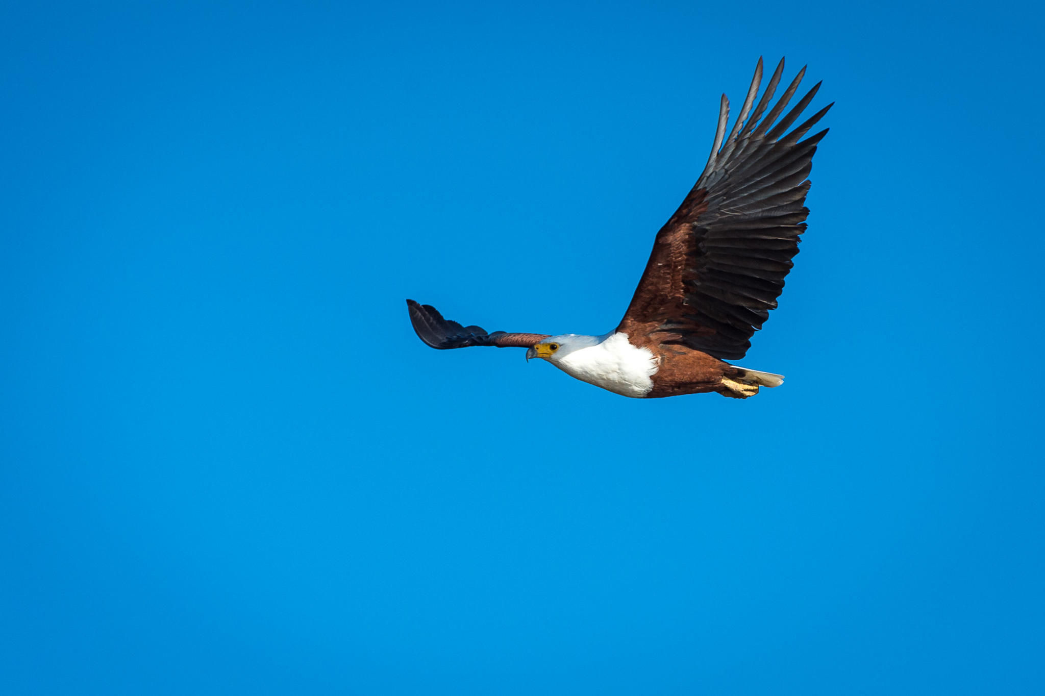 Wilderness Ruckomechi